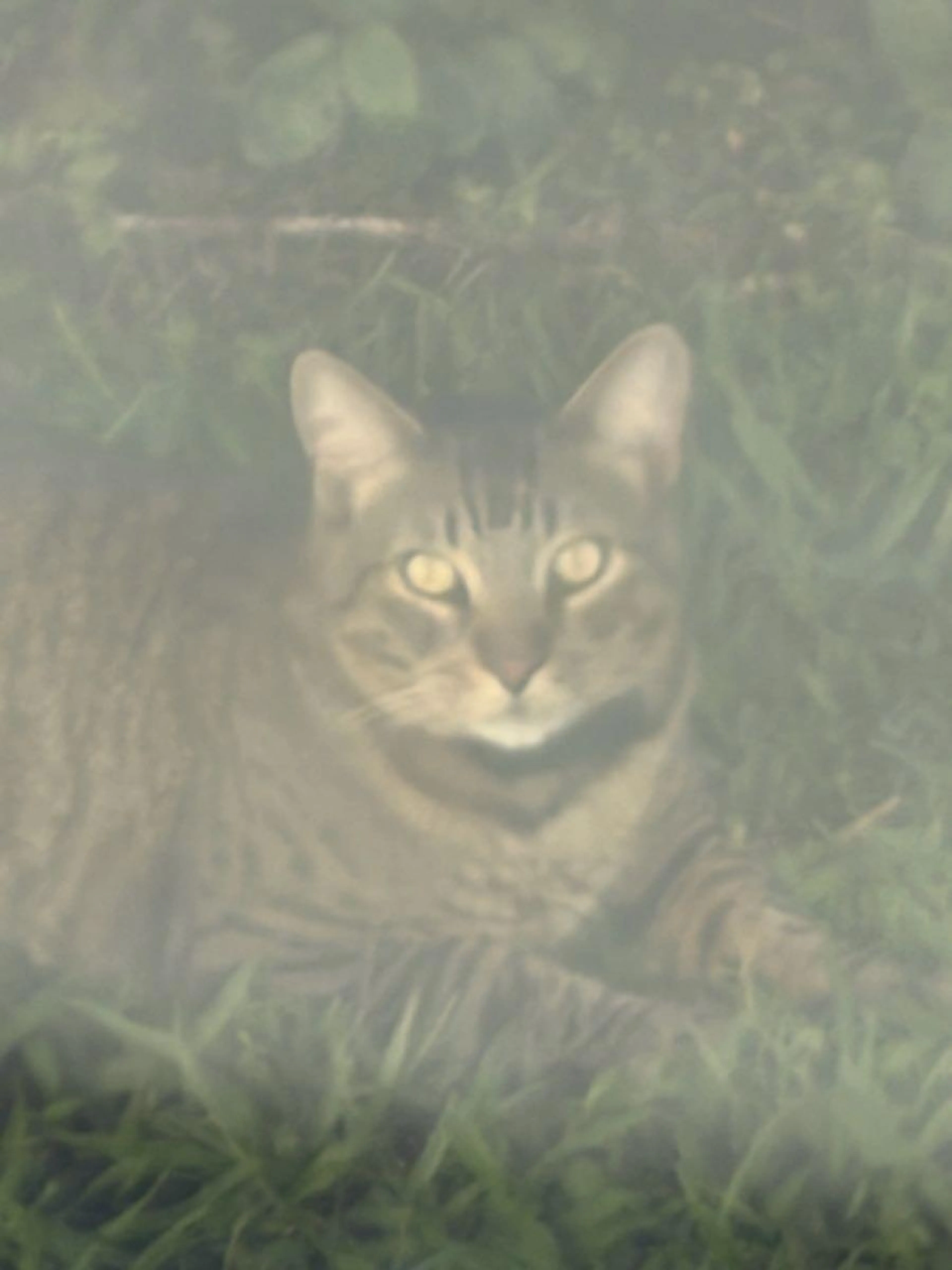 cdn image