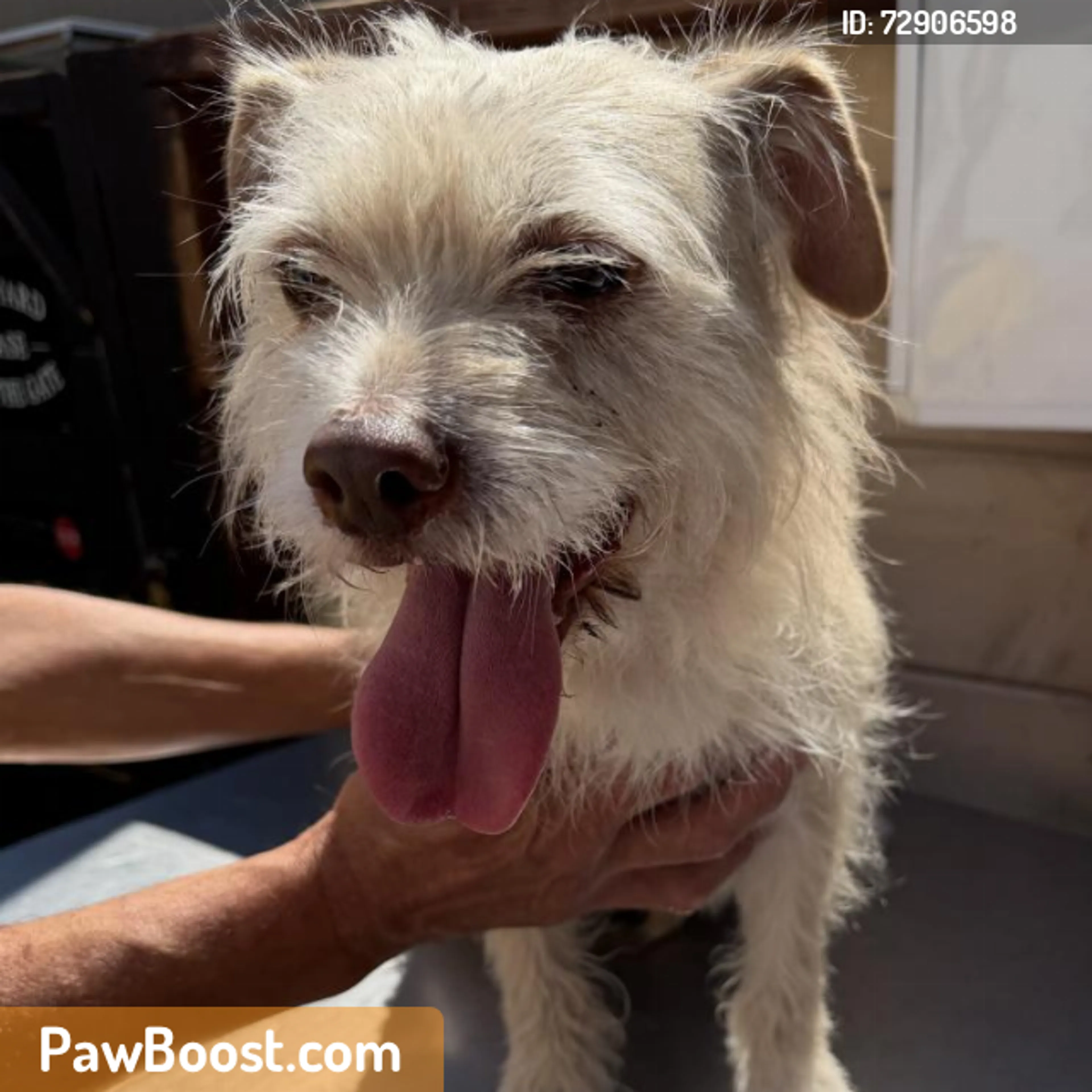 Found pet