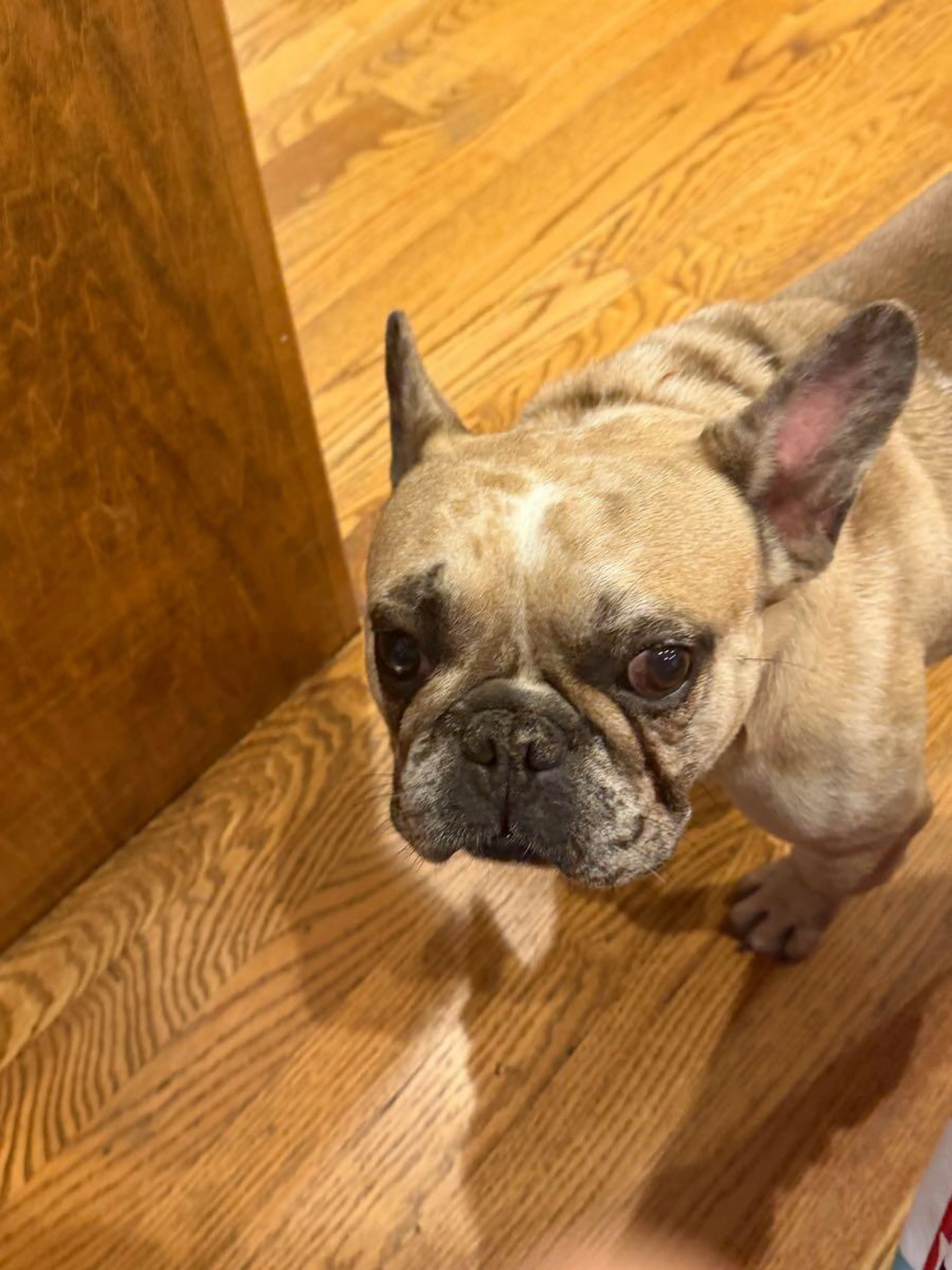 Found pet