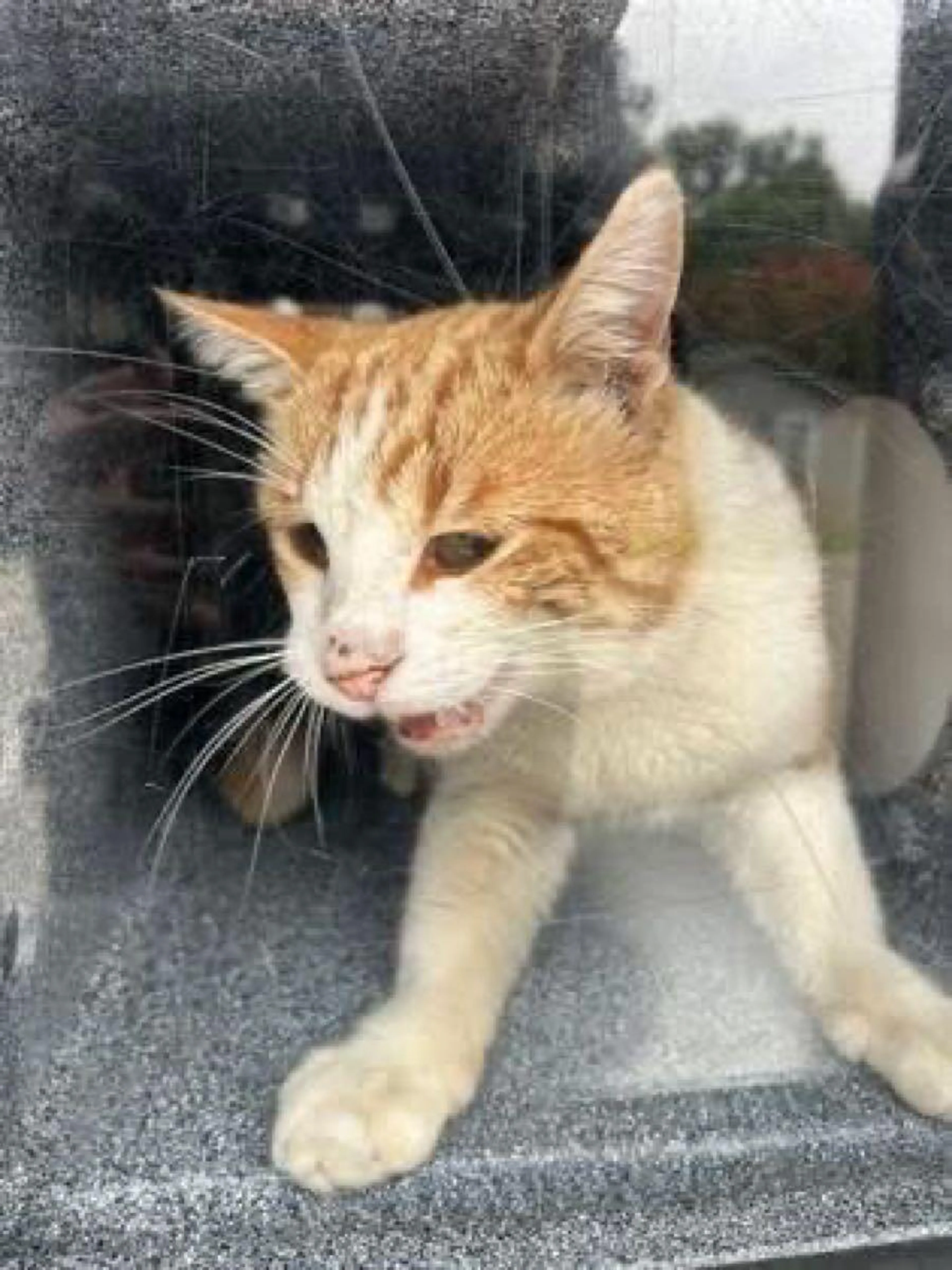 Found pet