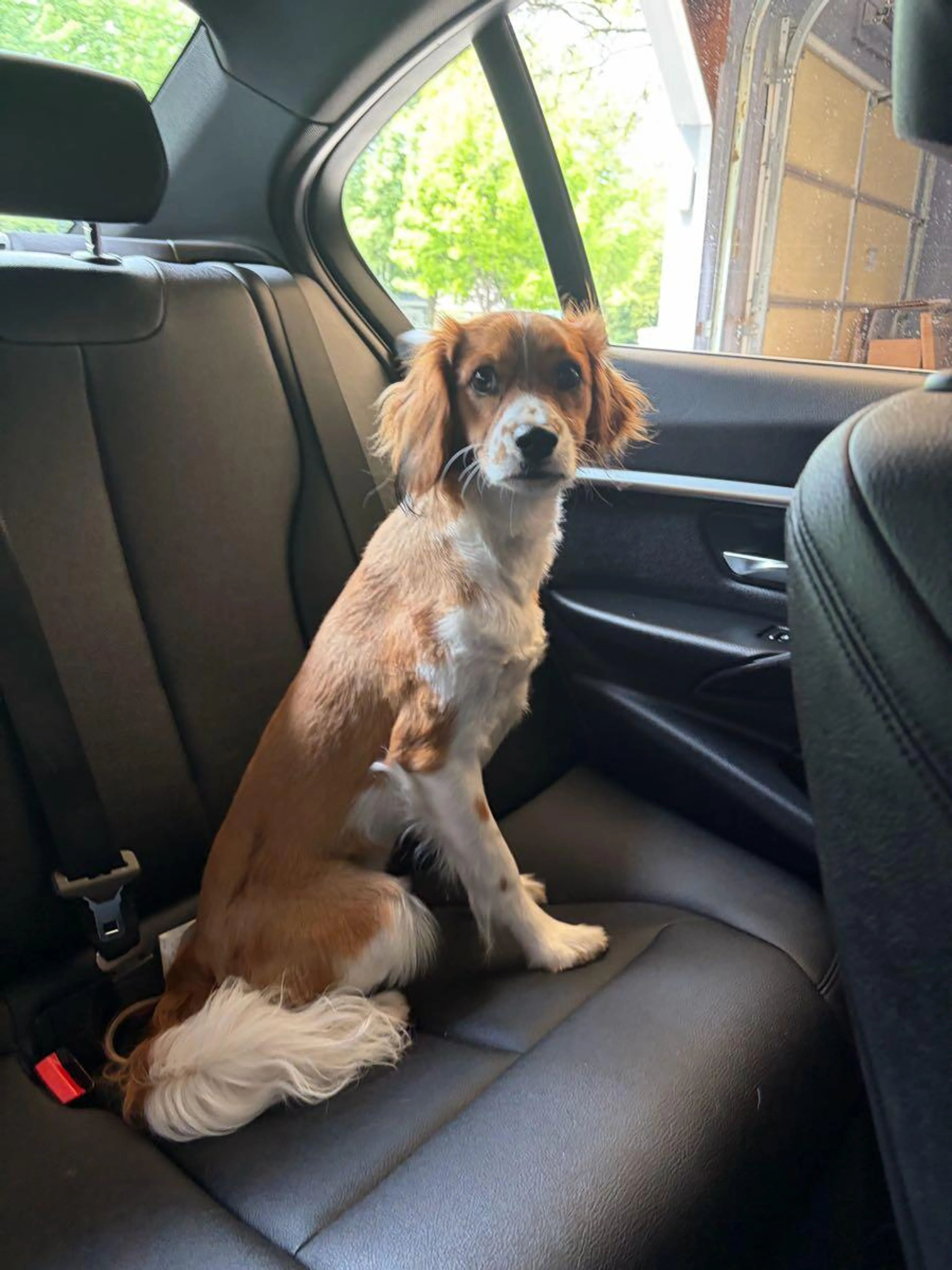 Found pet