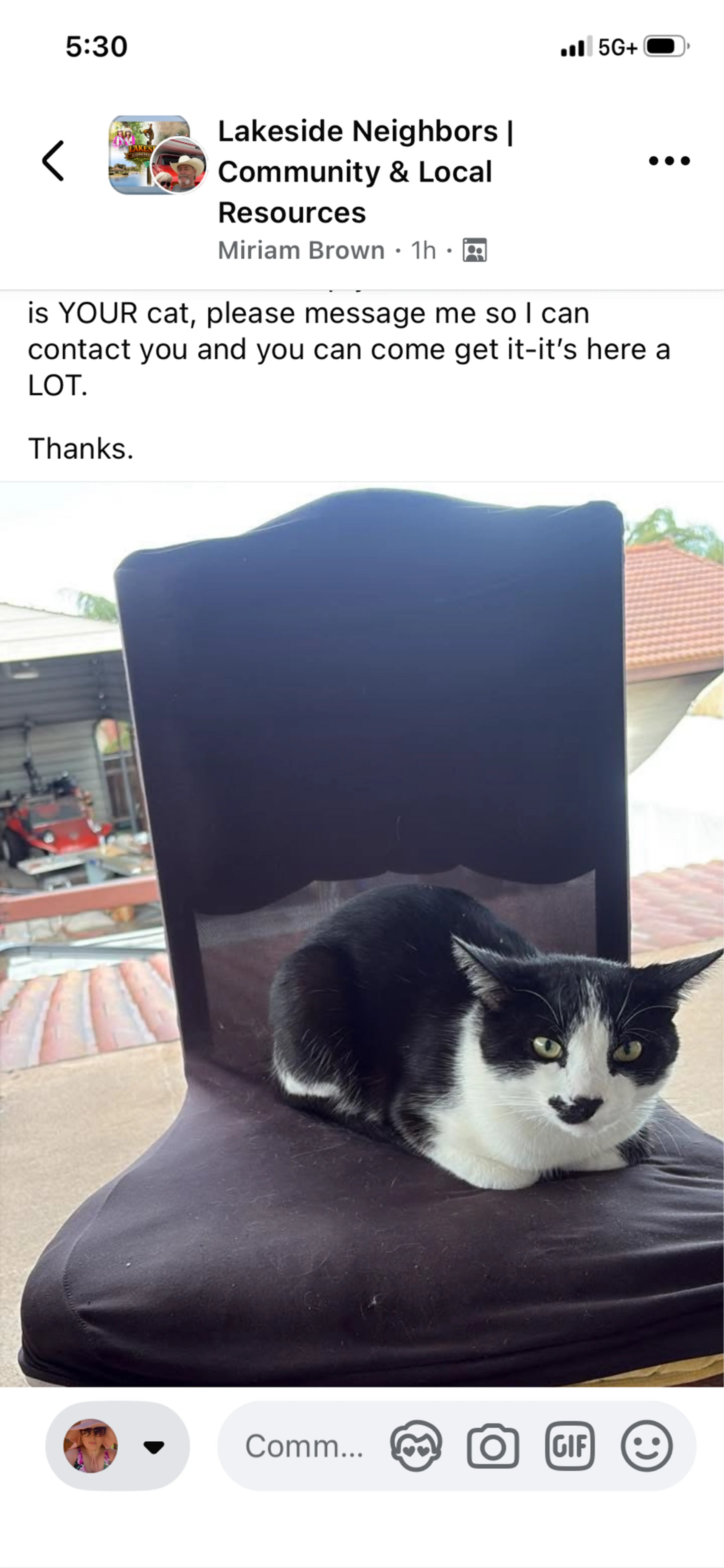 Found pet