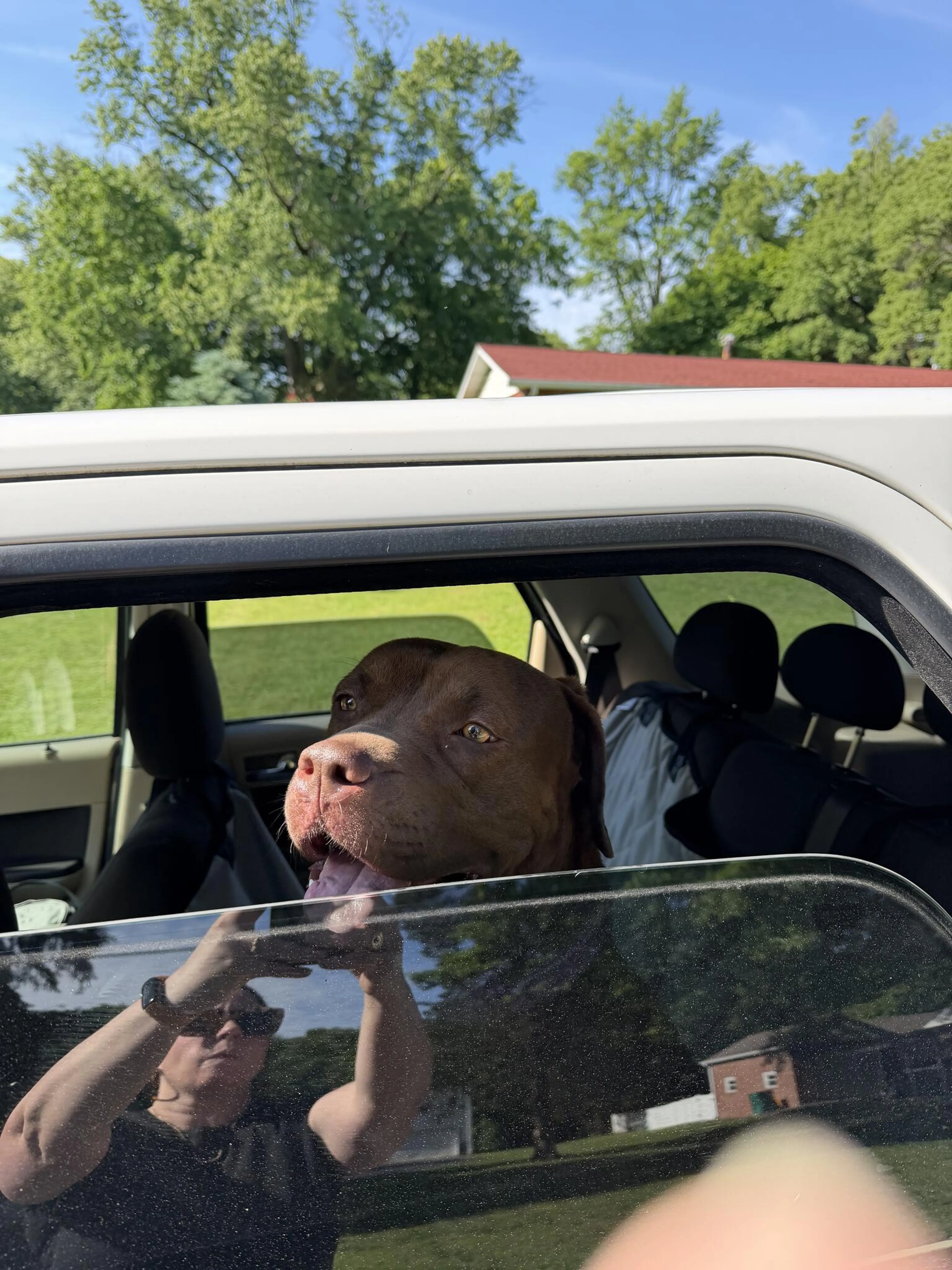 Found pet