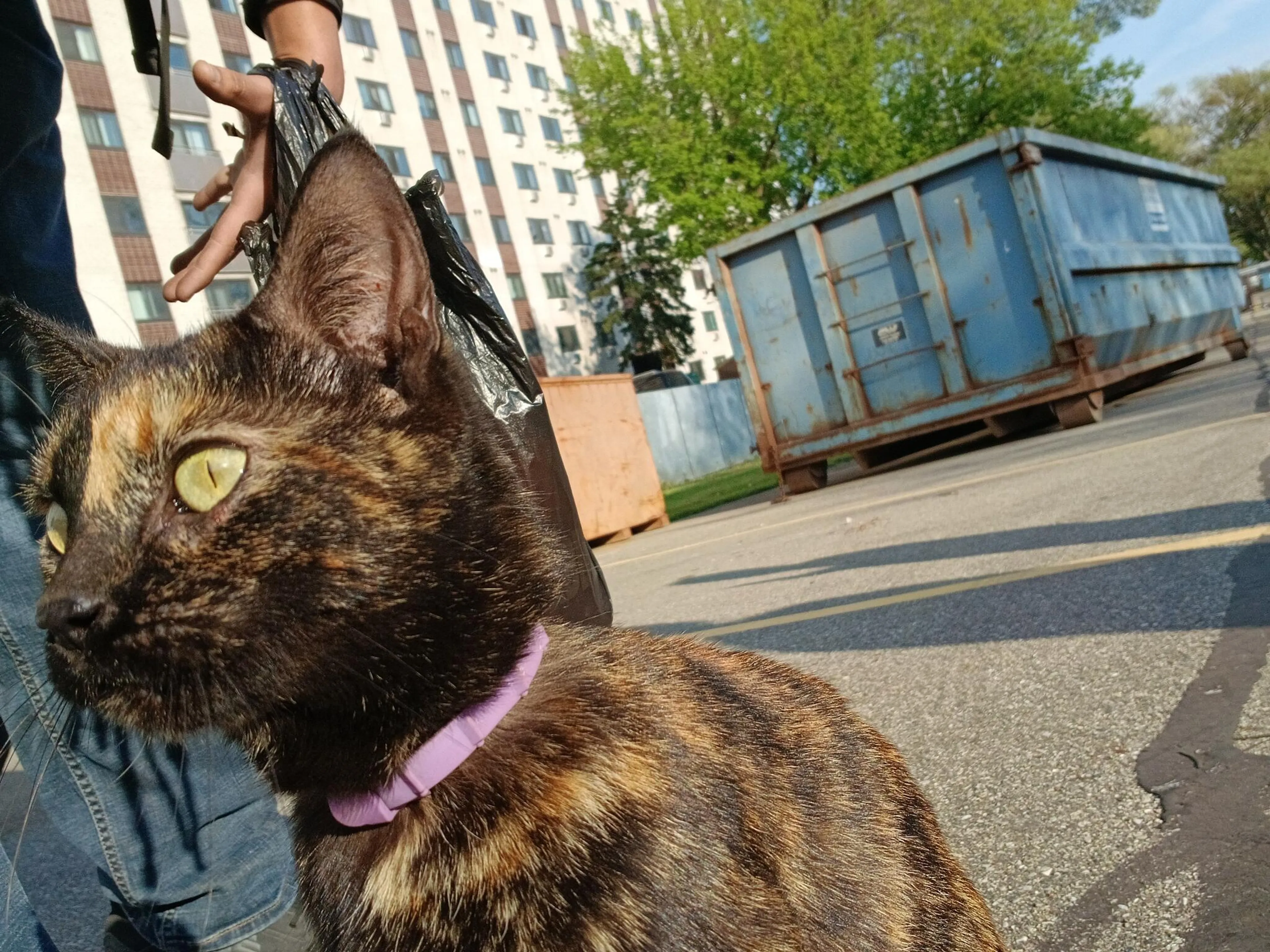 Found pet