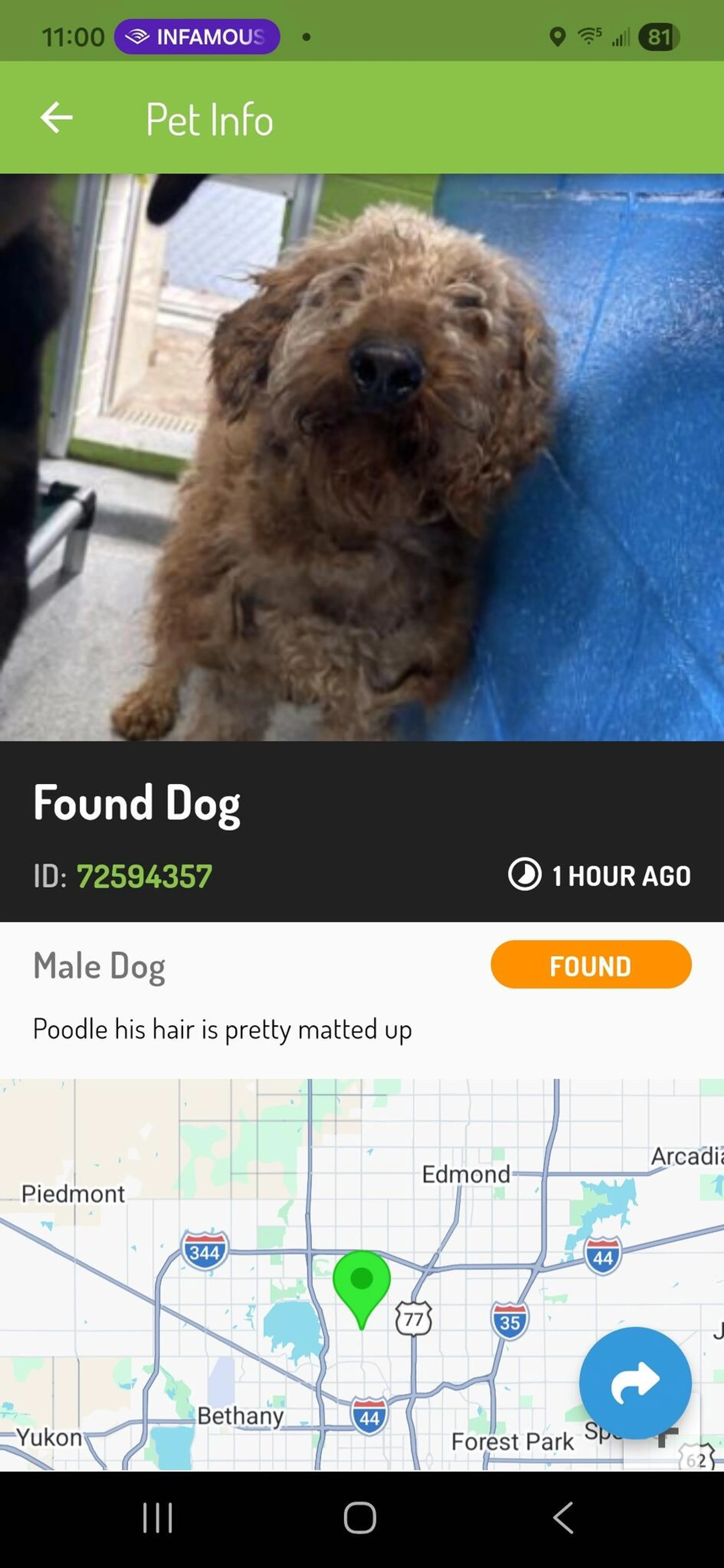 Found pet