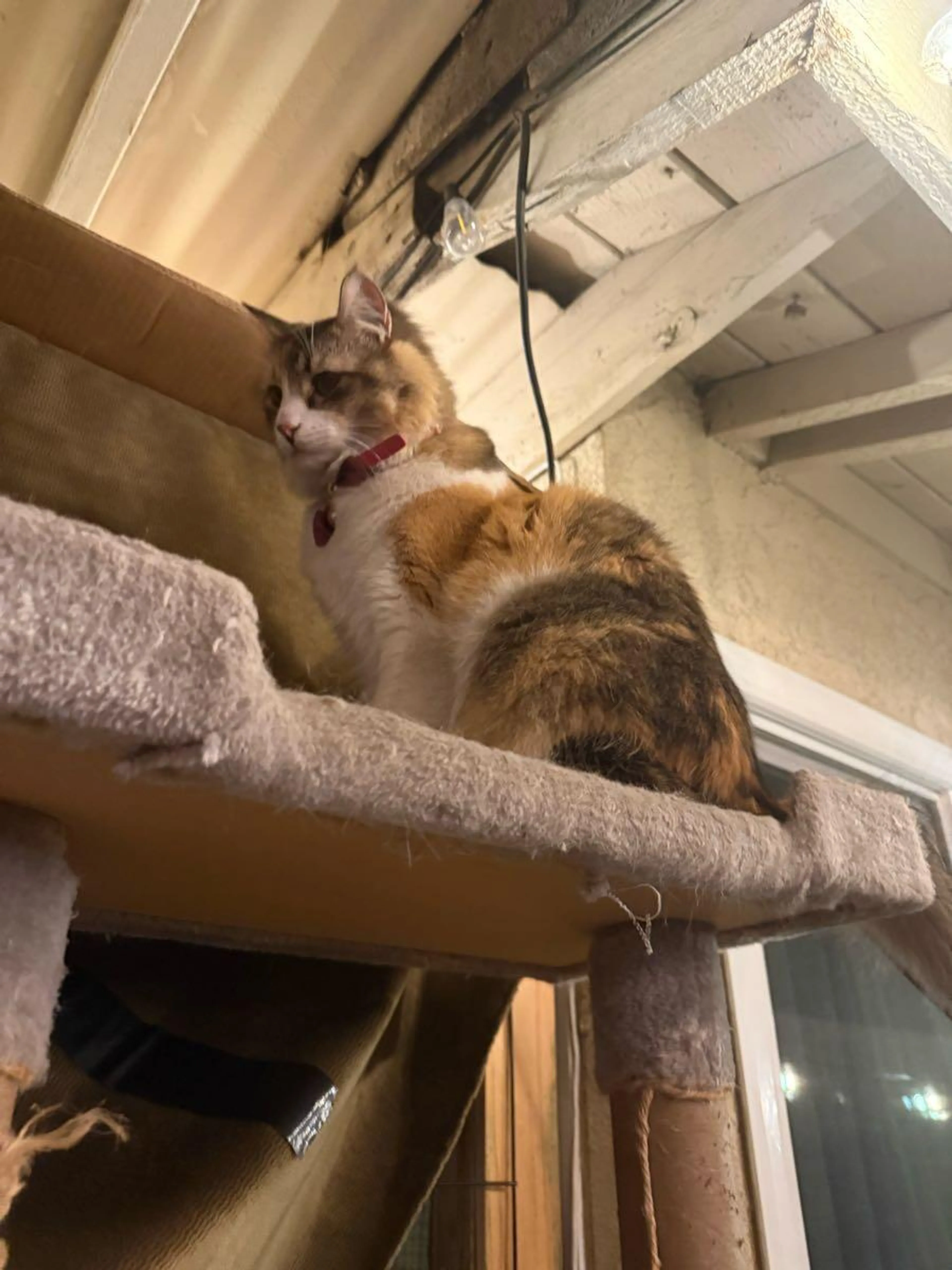 Lost pet