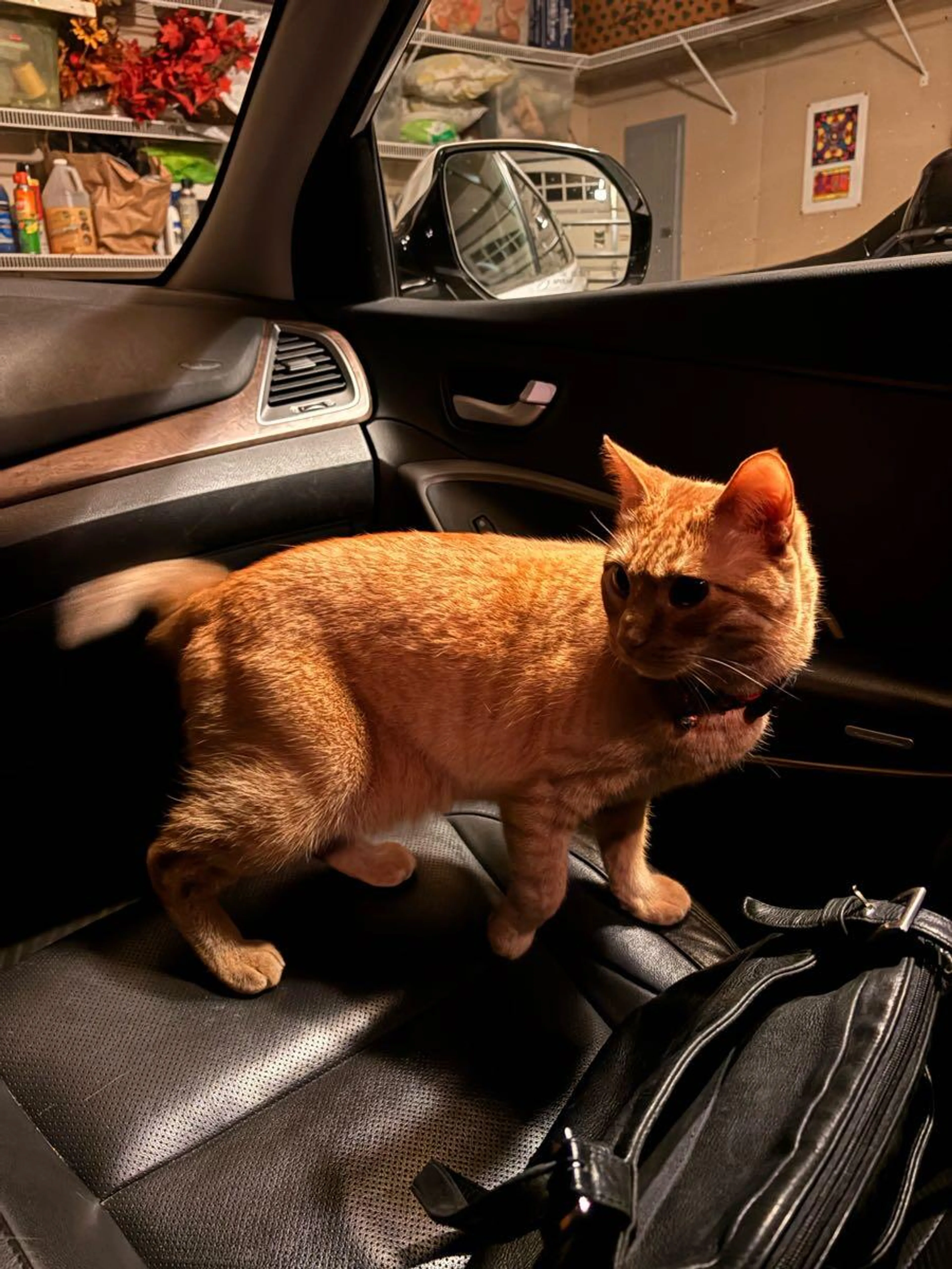 Found pet