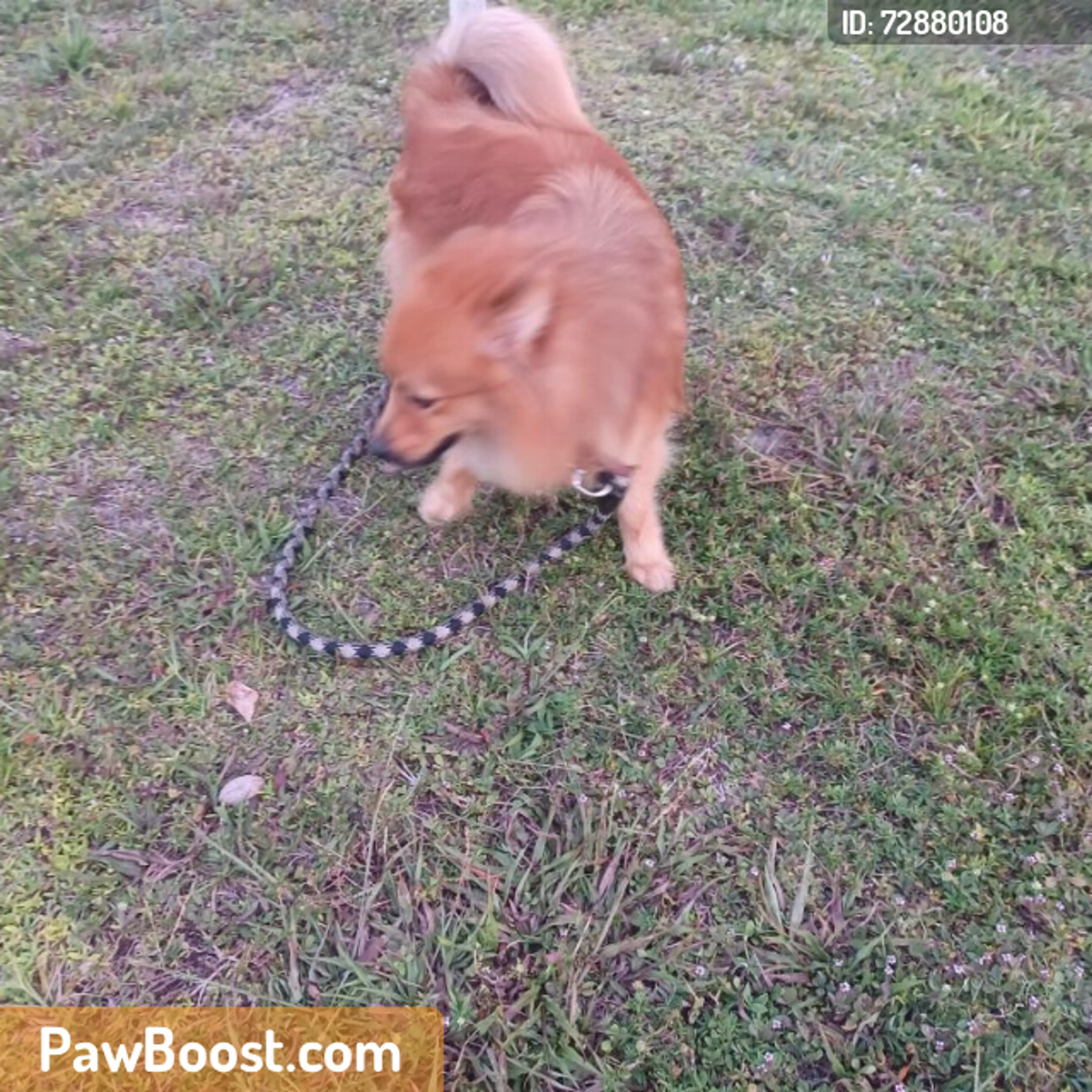 Found pet