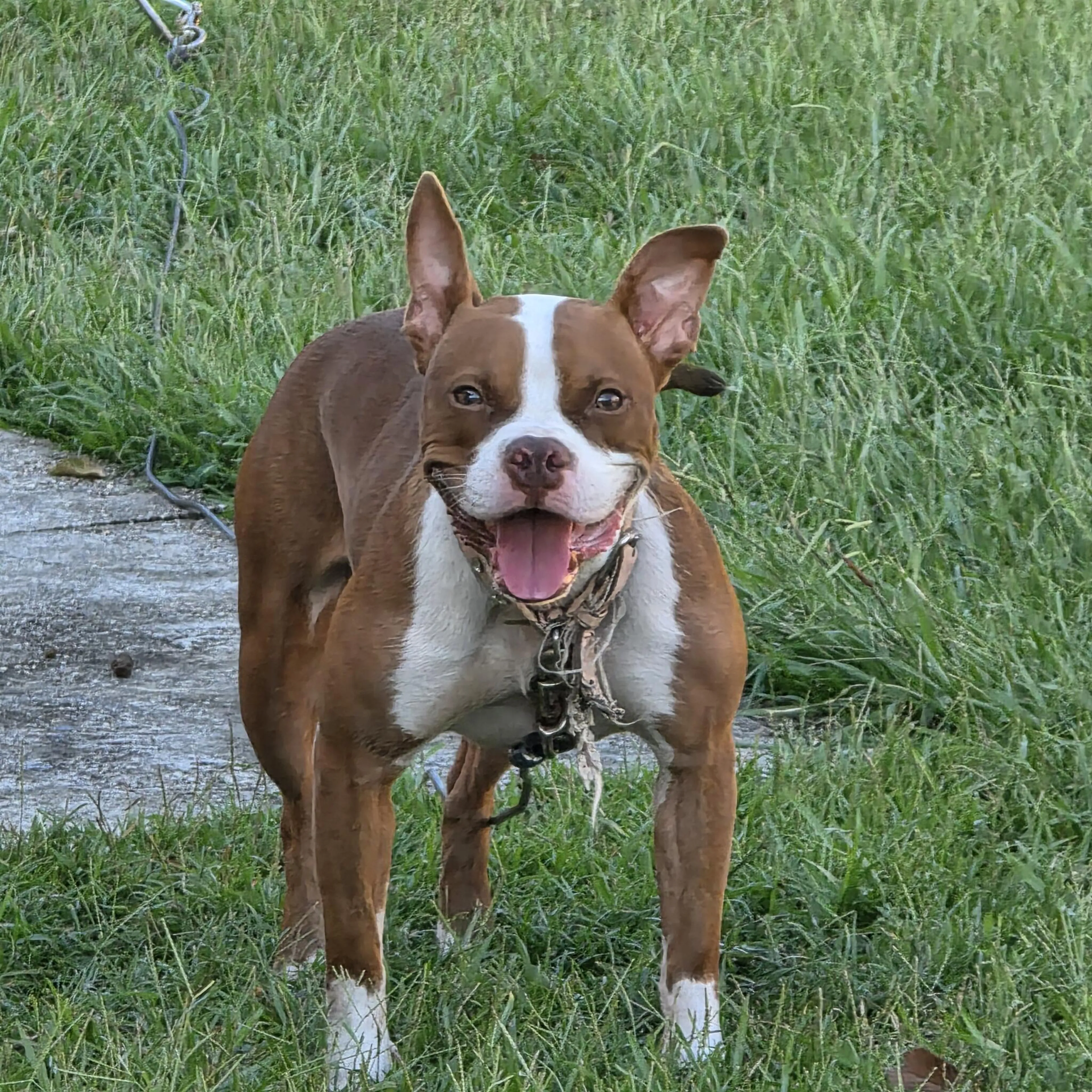 Lost pet