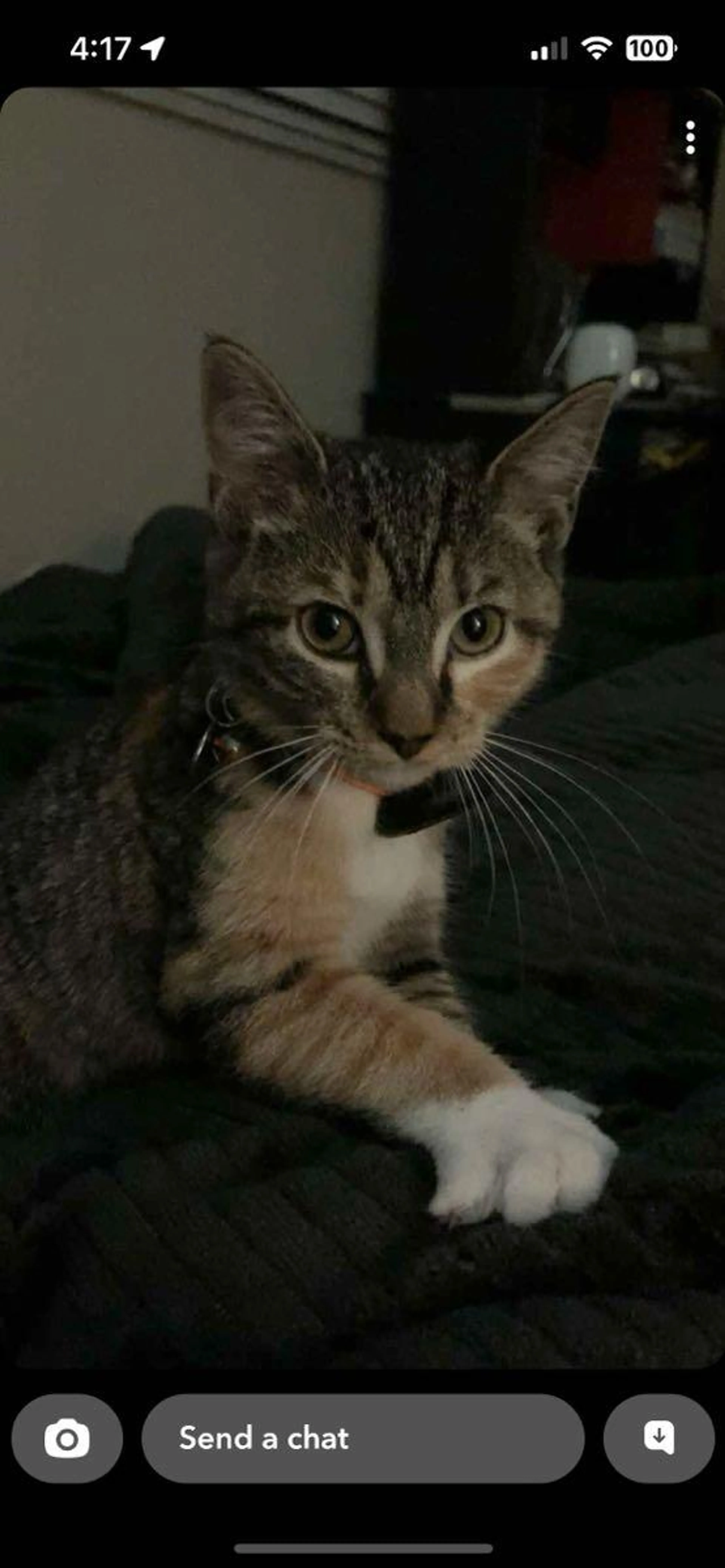 Lost pet