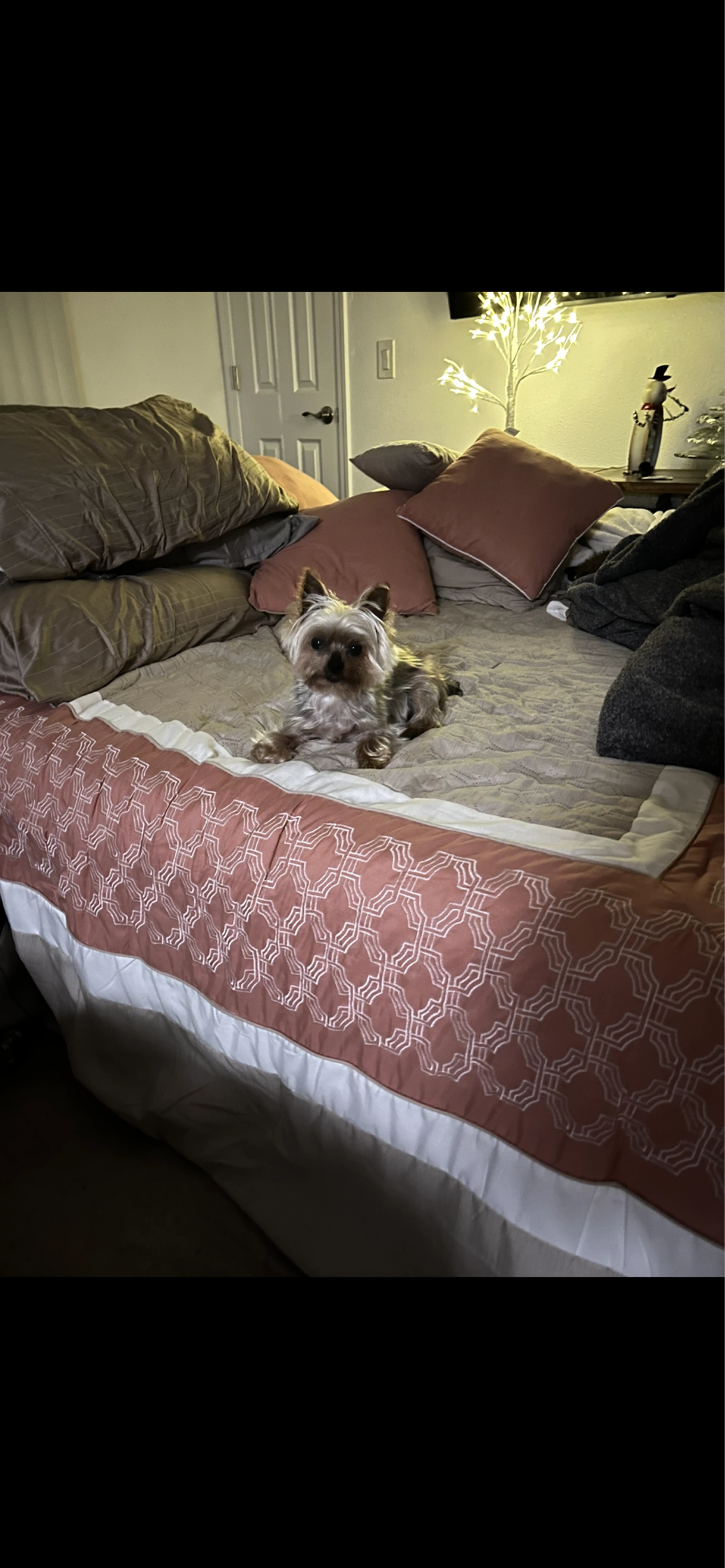 Lost pet