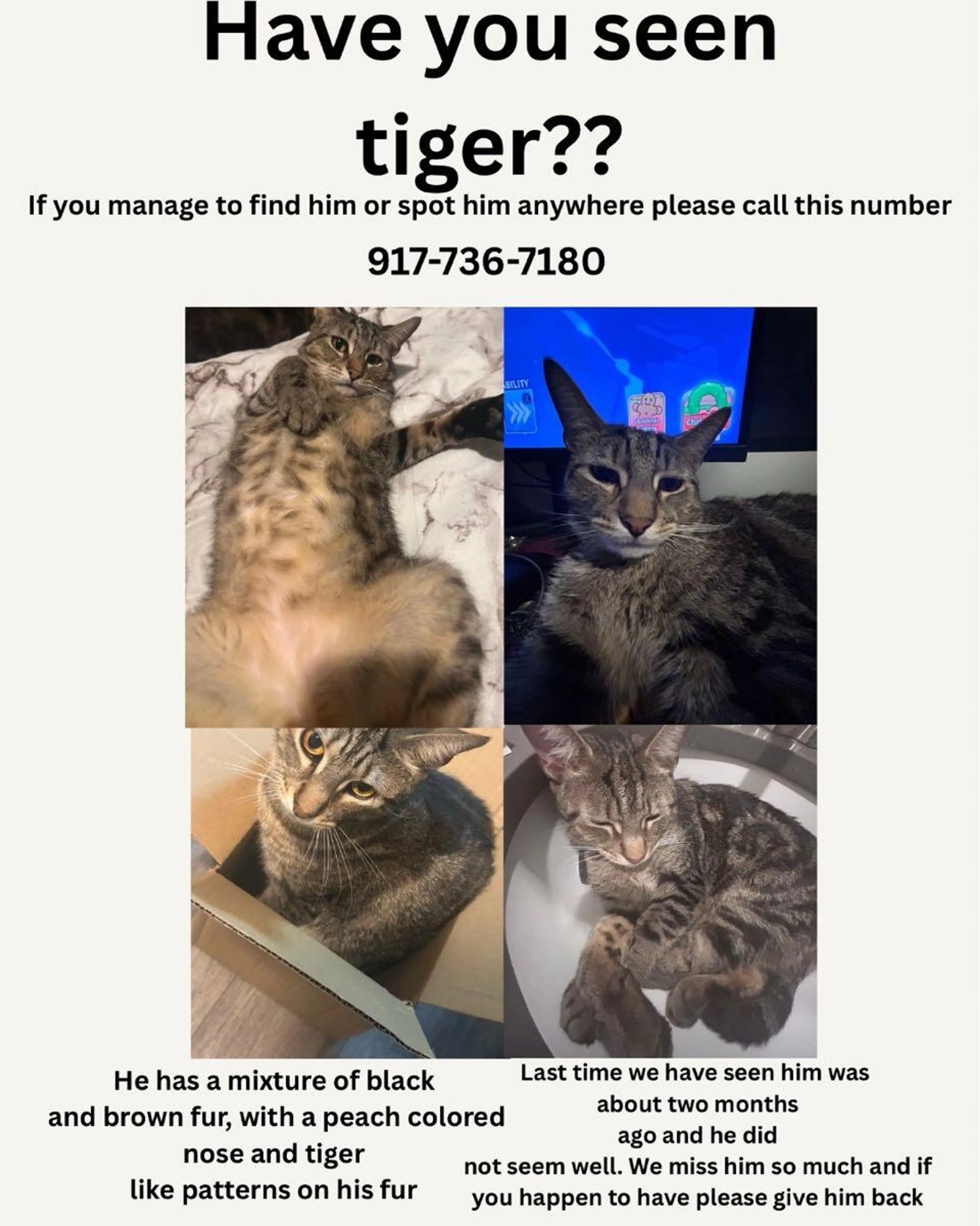 Lost pet