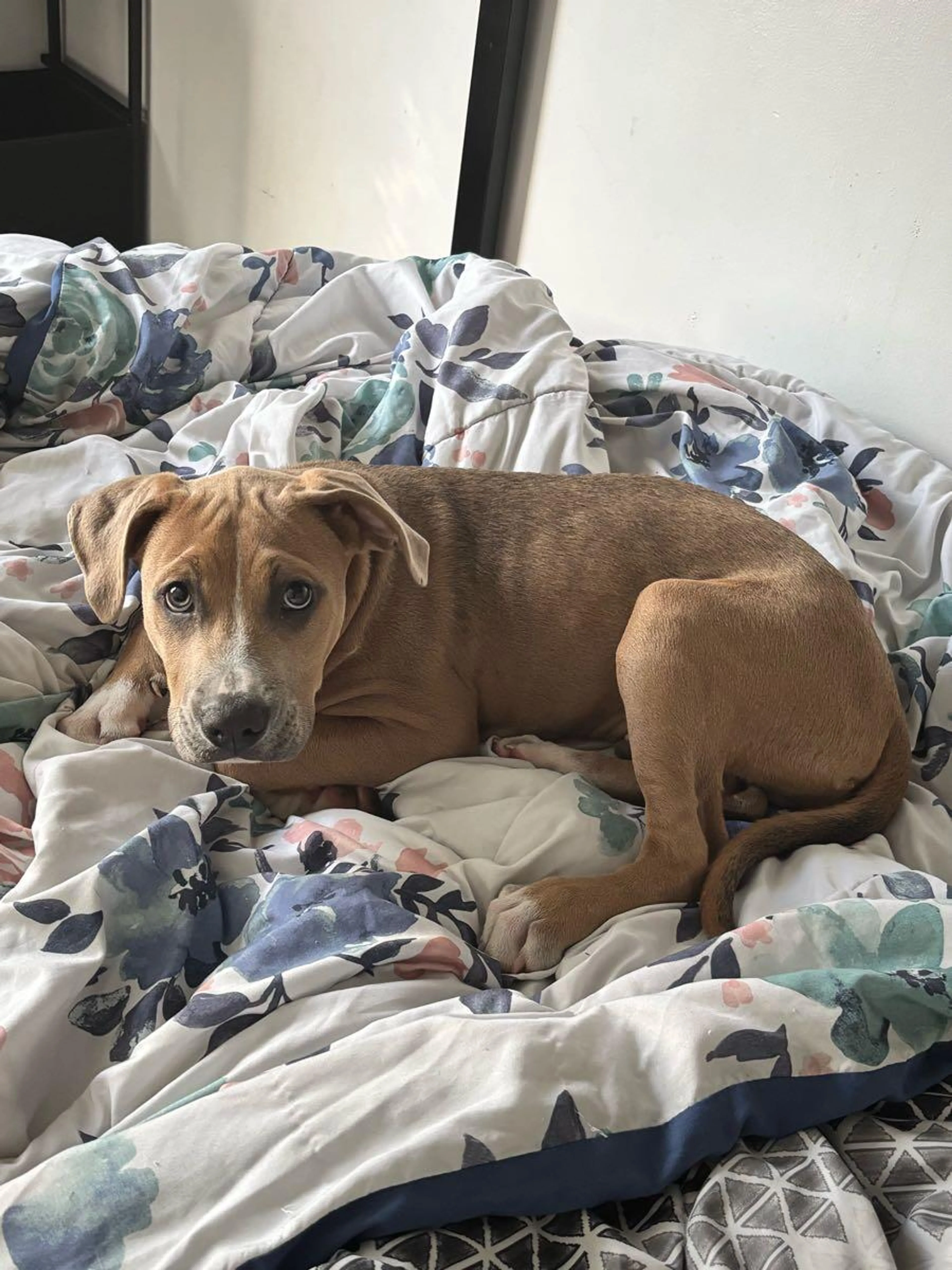 Found pet