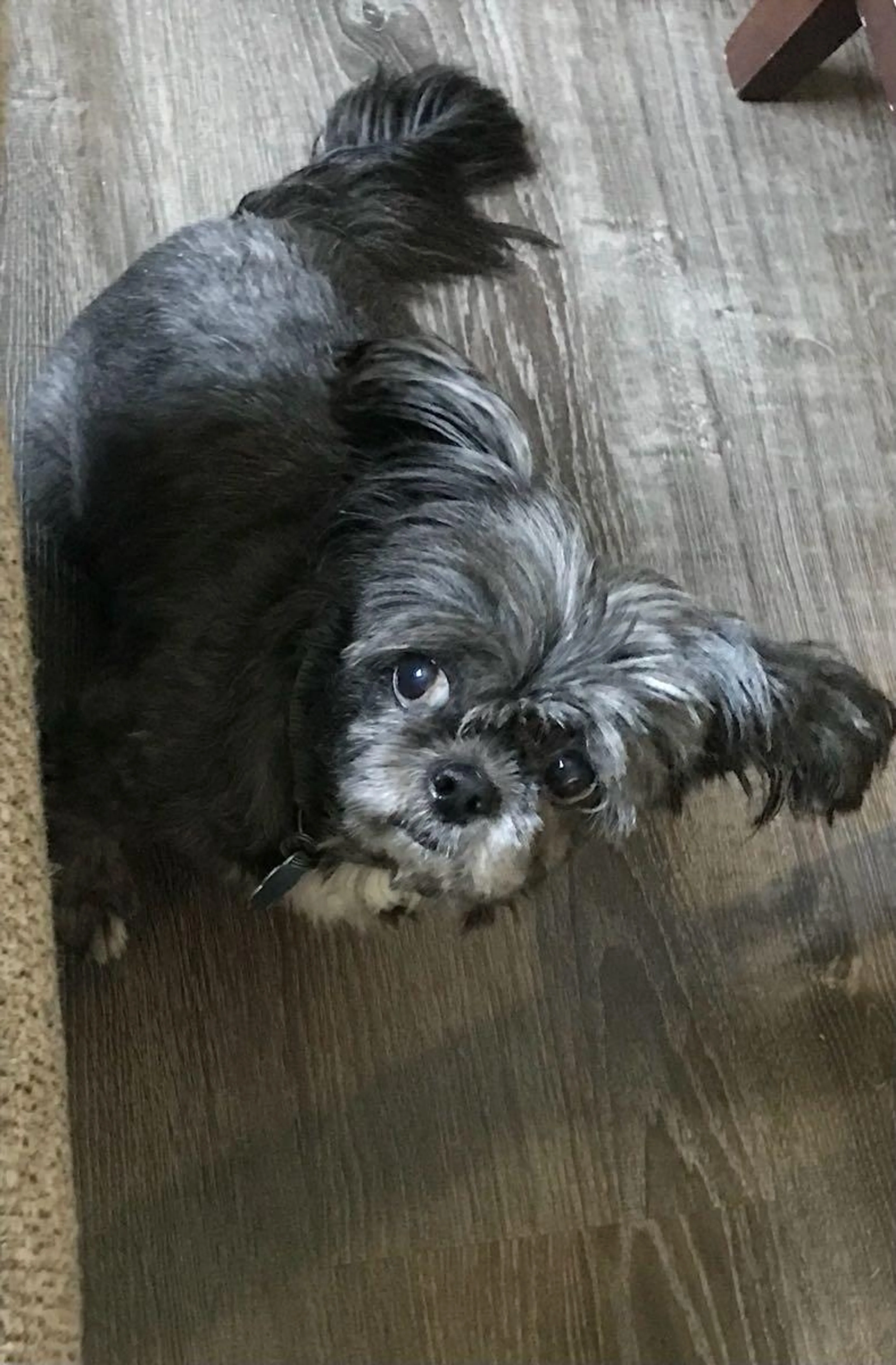 Lost pet