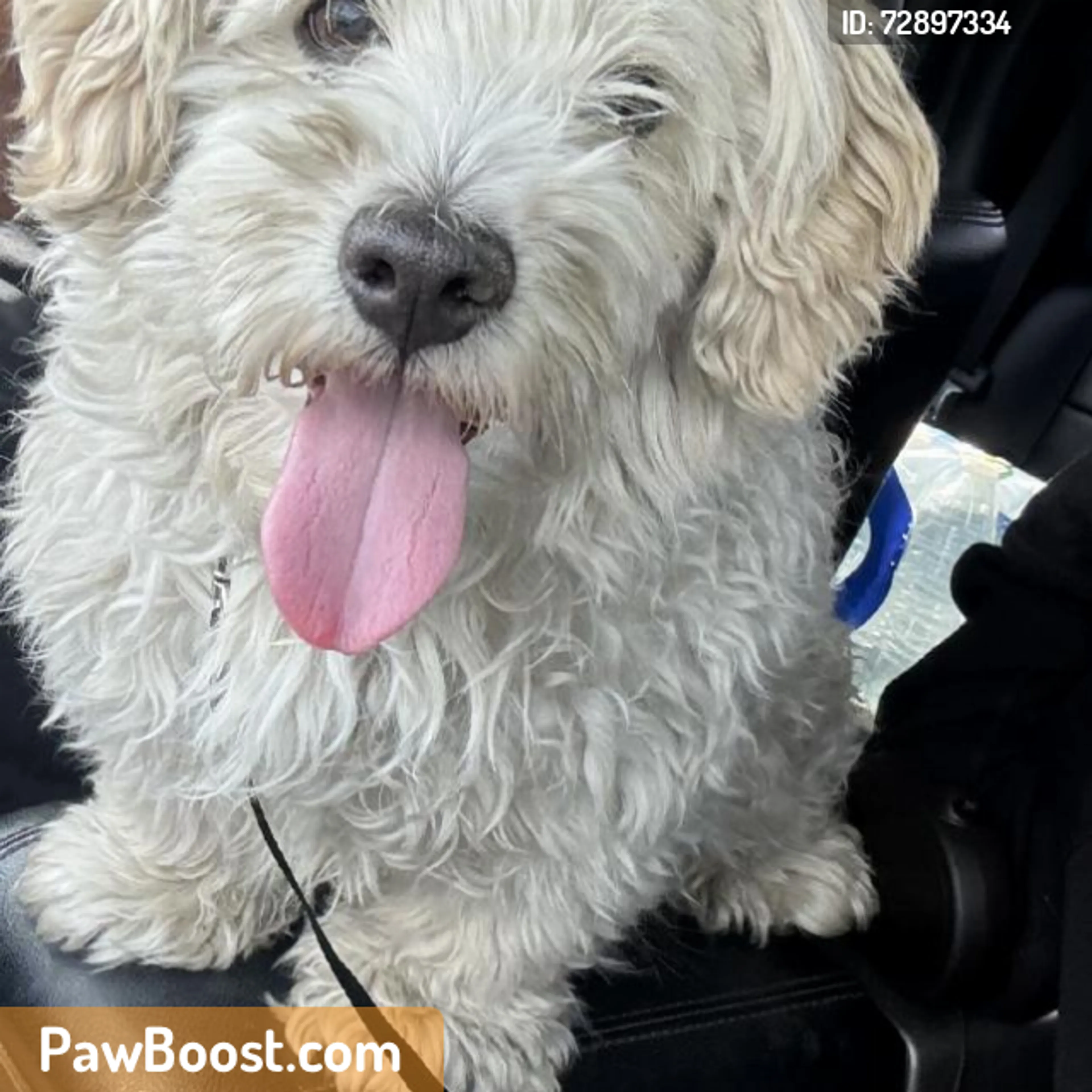 Found pet