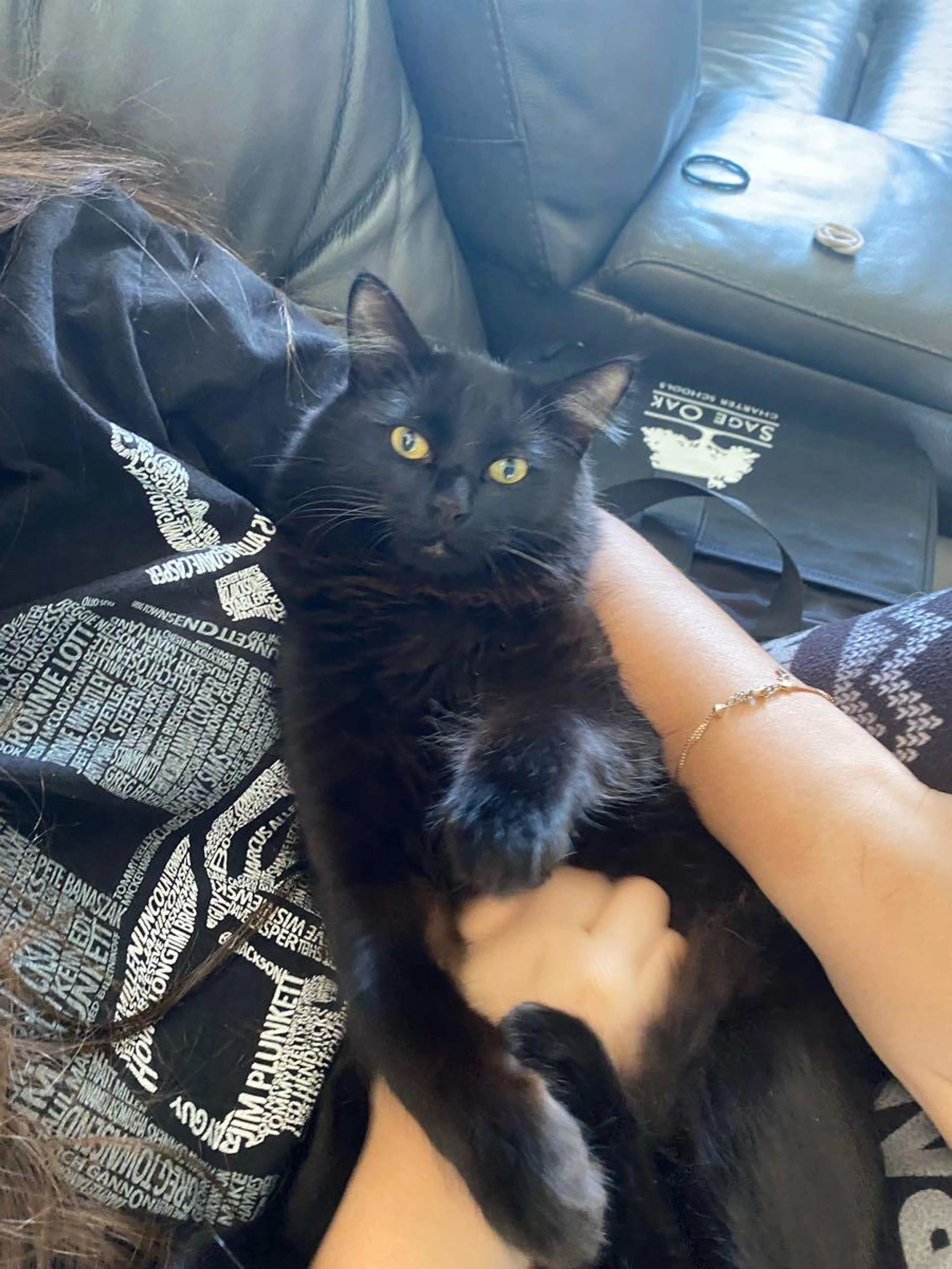 Lost pet
