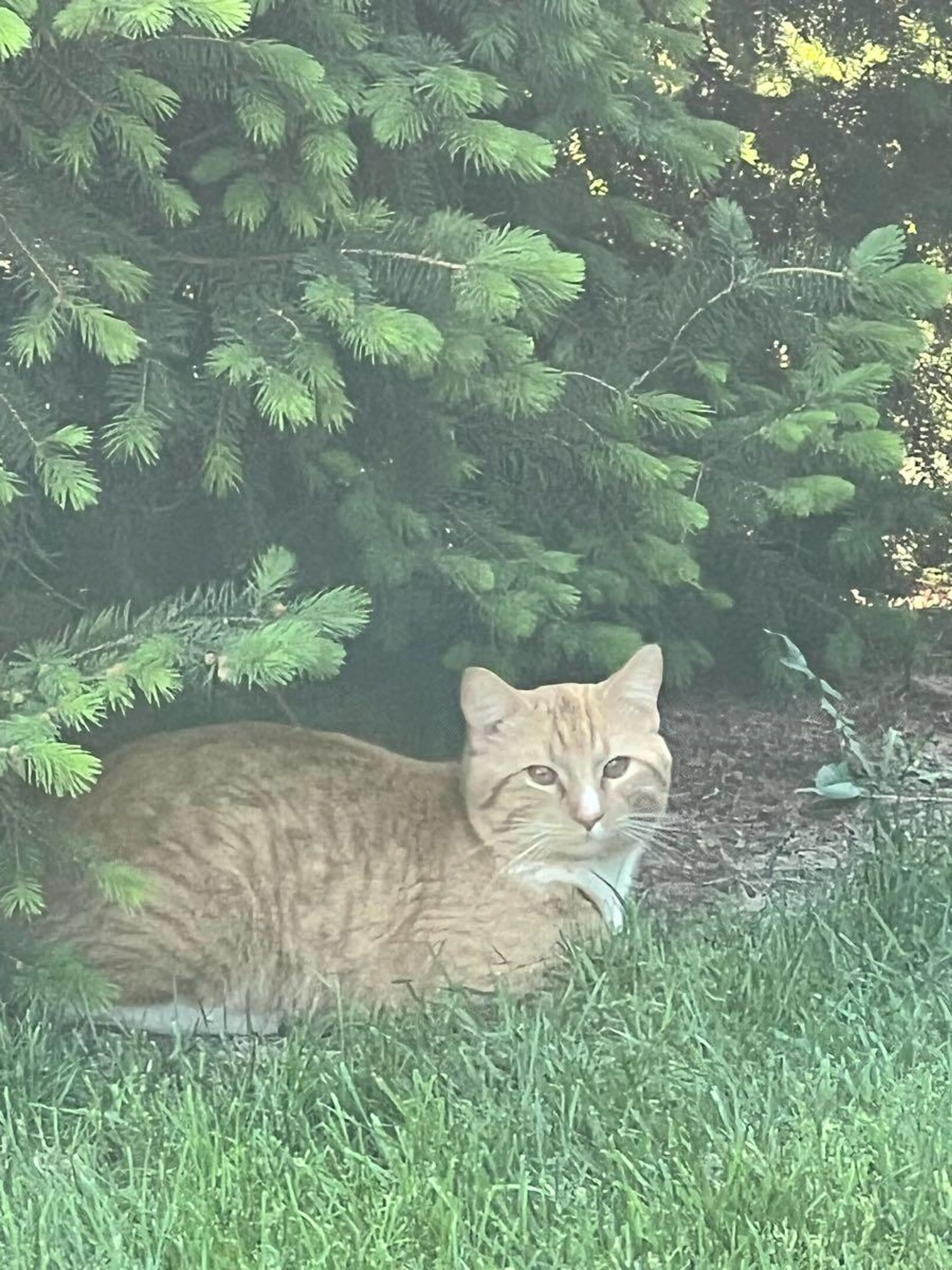 Found pet