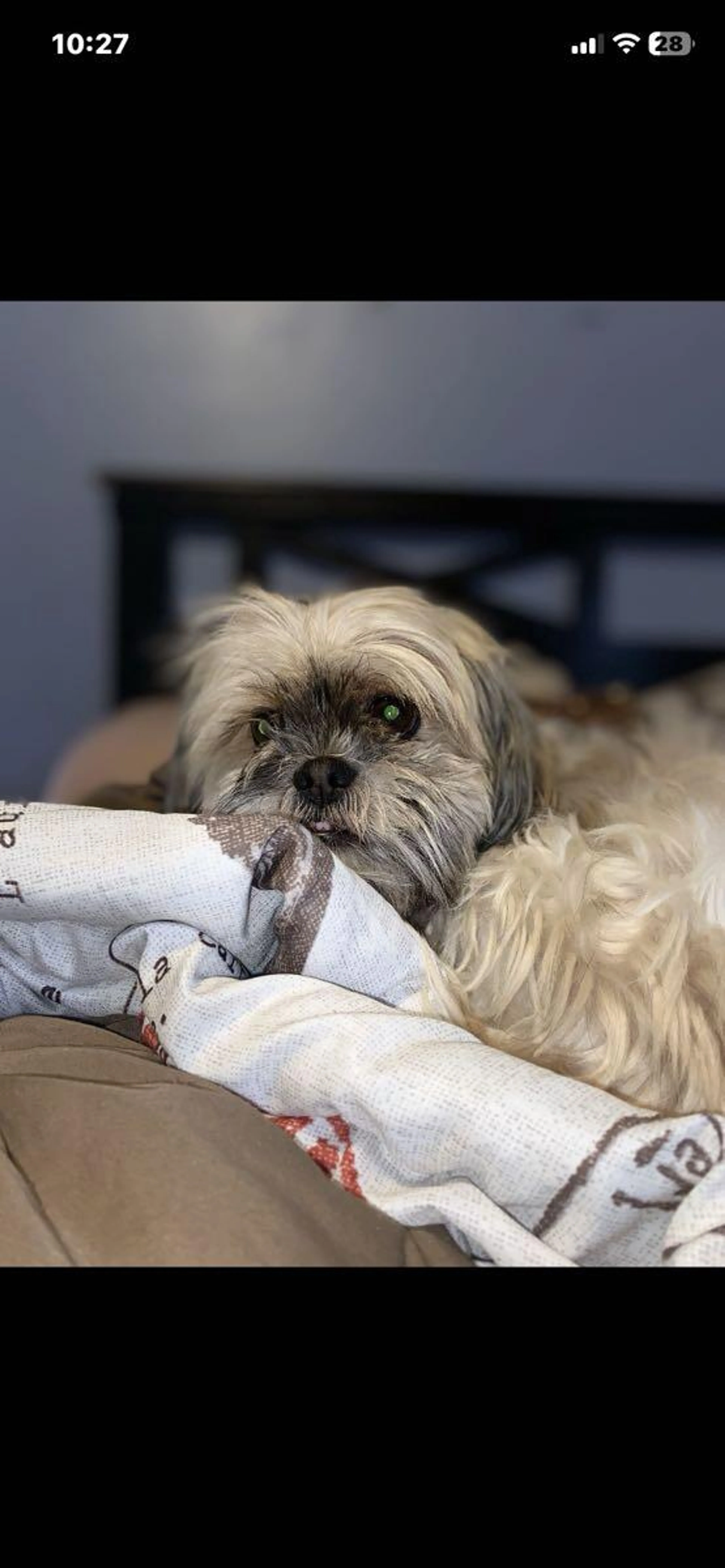 Lost pet