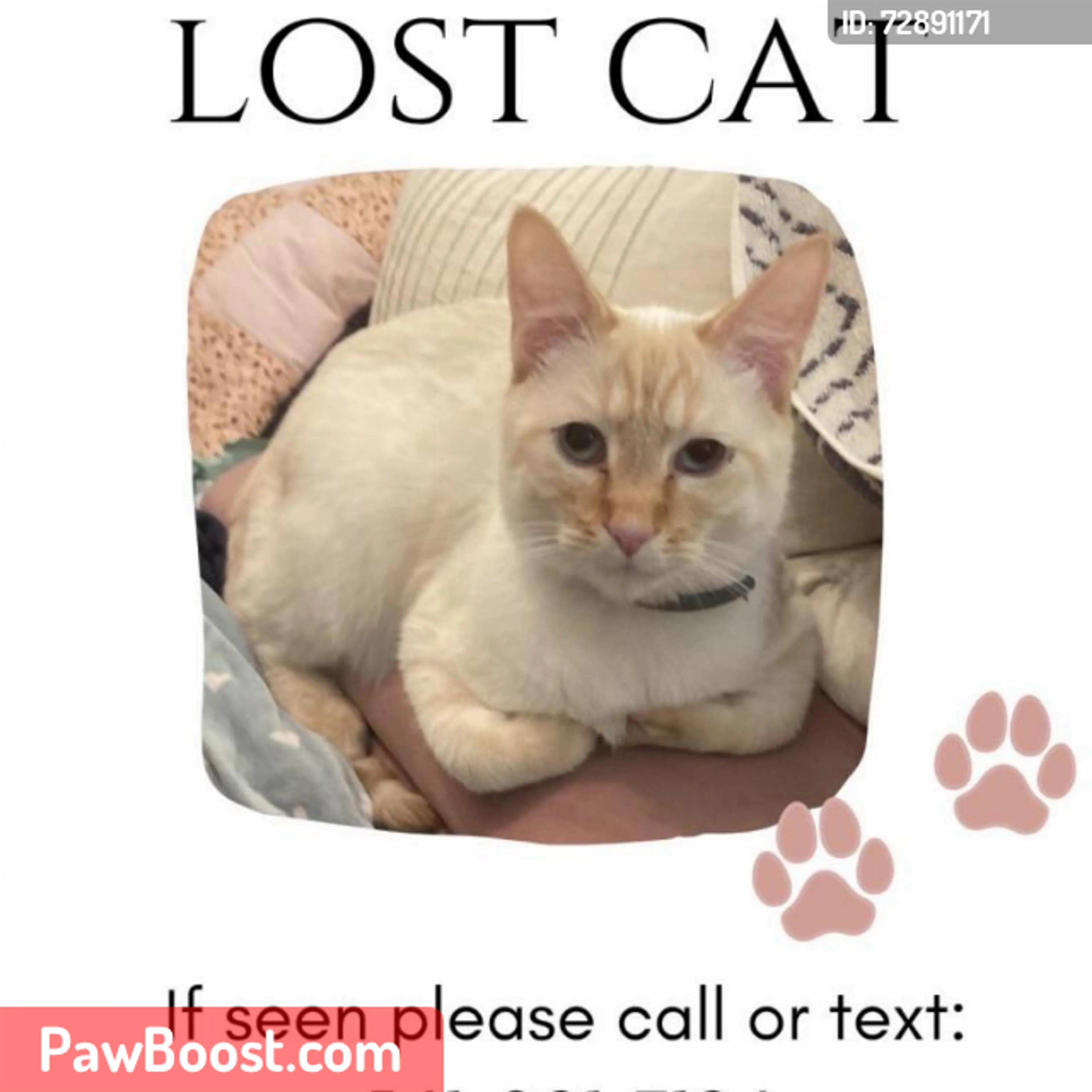Lost pet