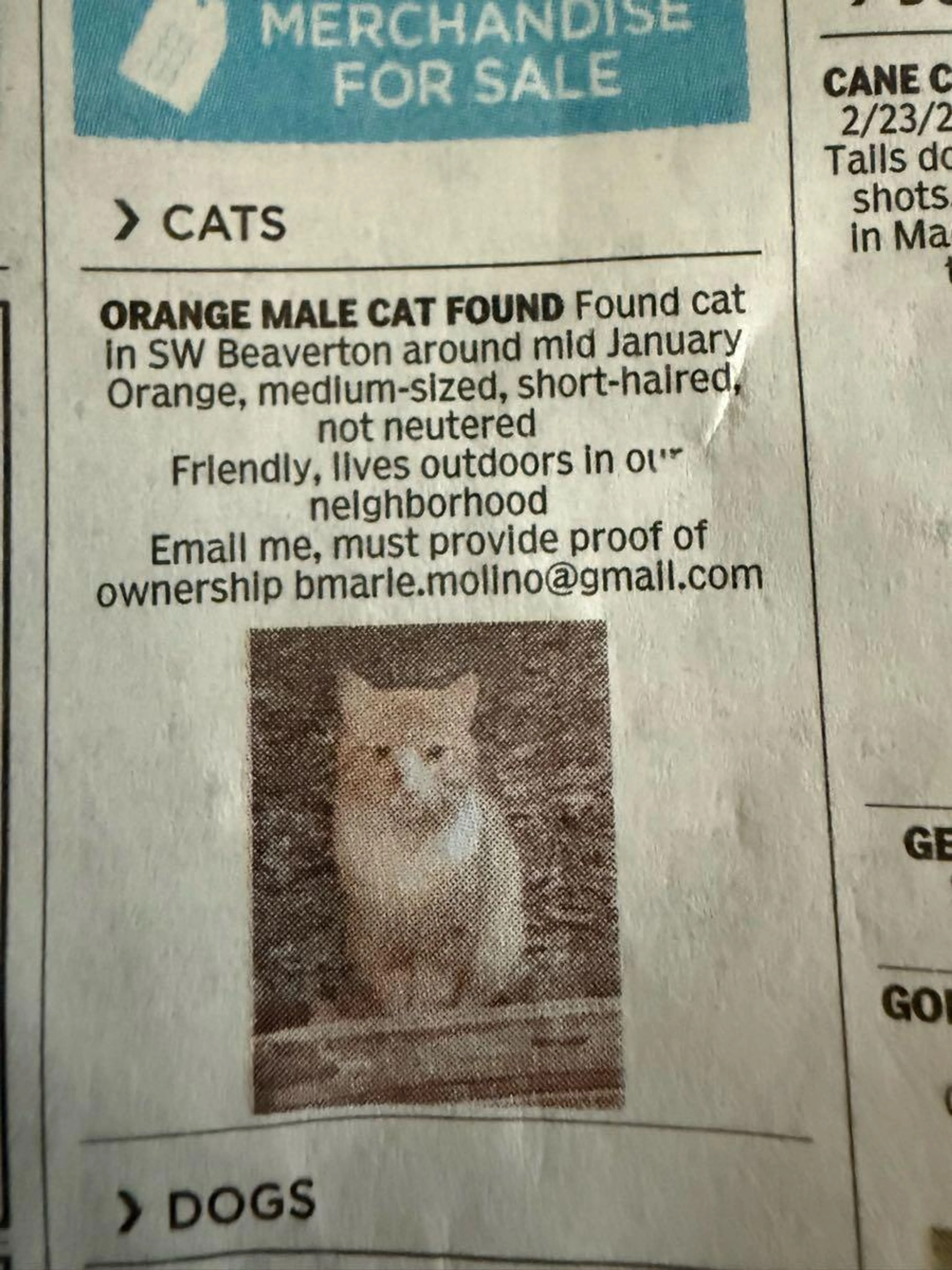 Found pet