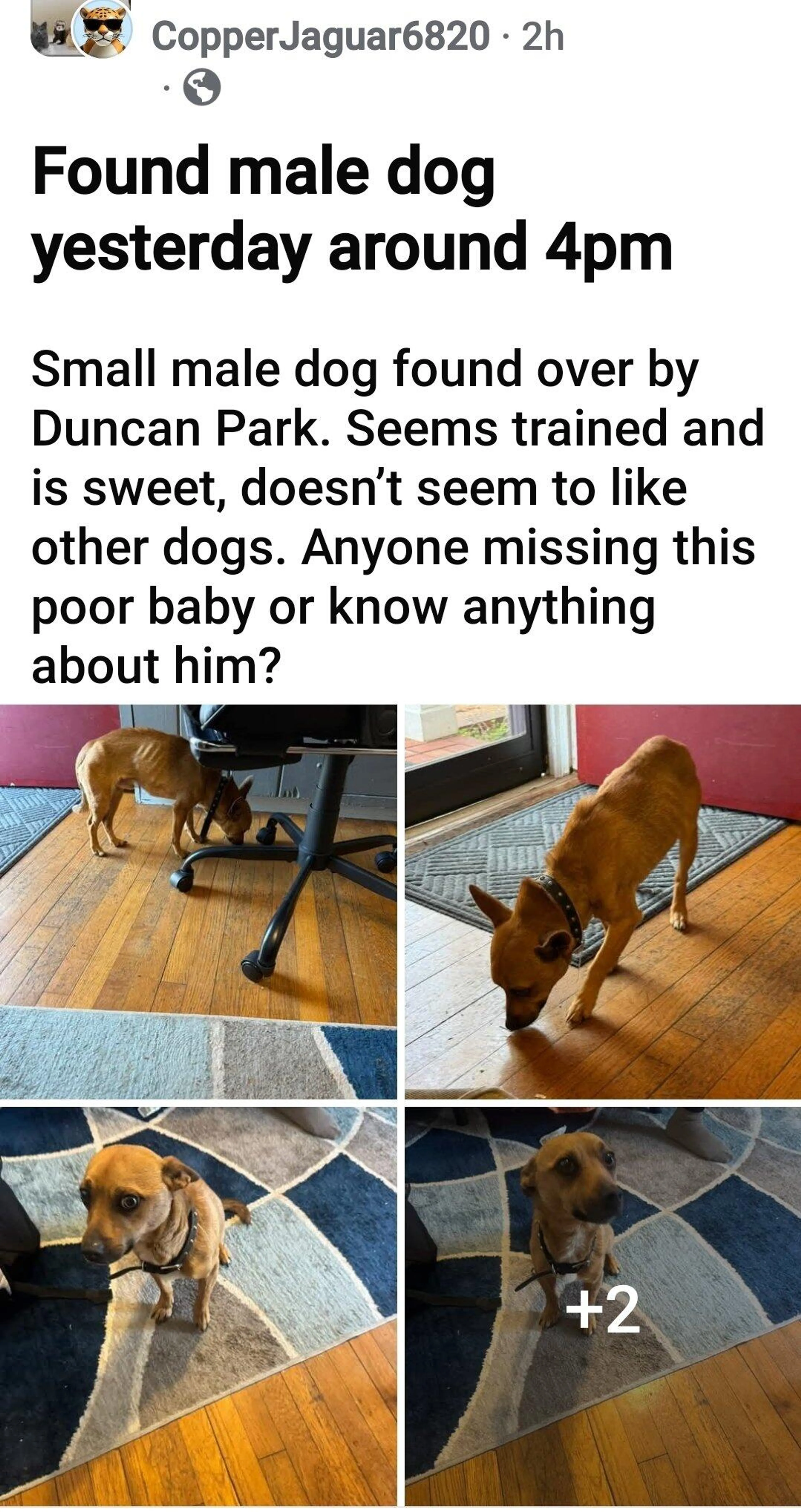 Found pet
