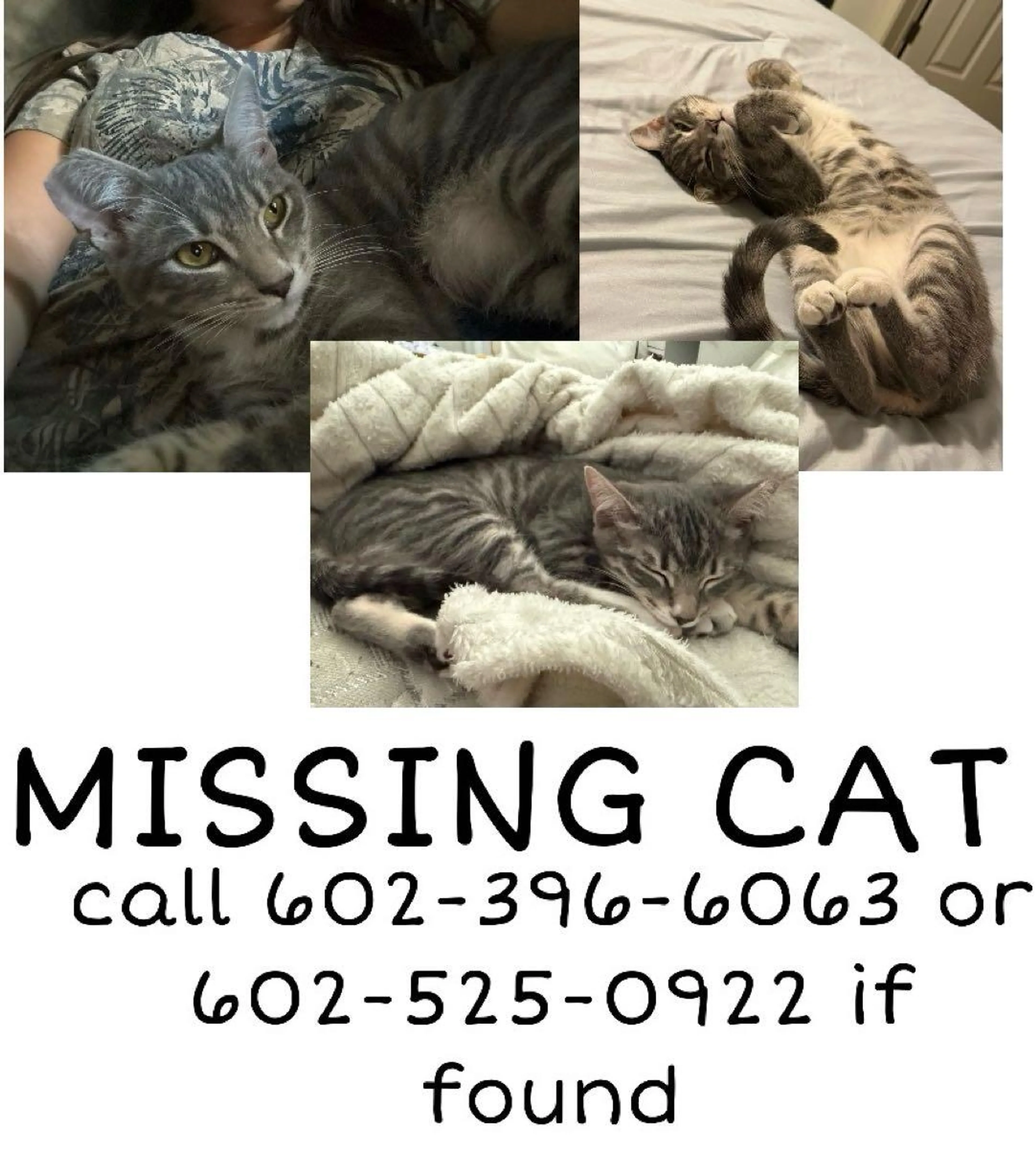 Lost pet