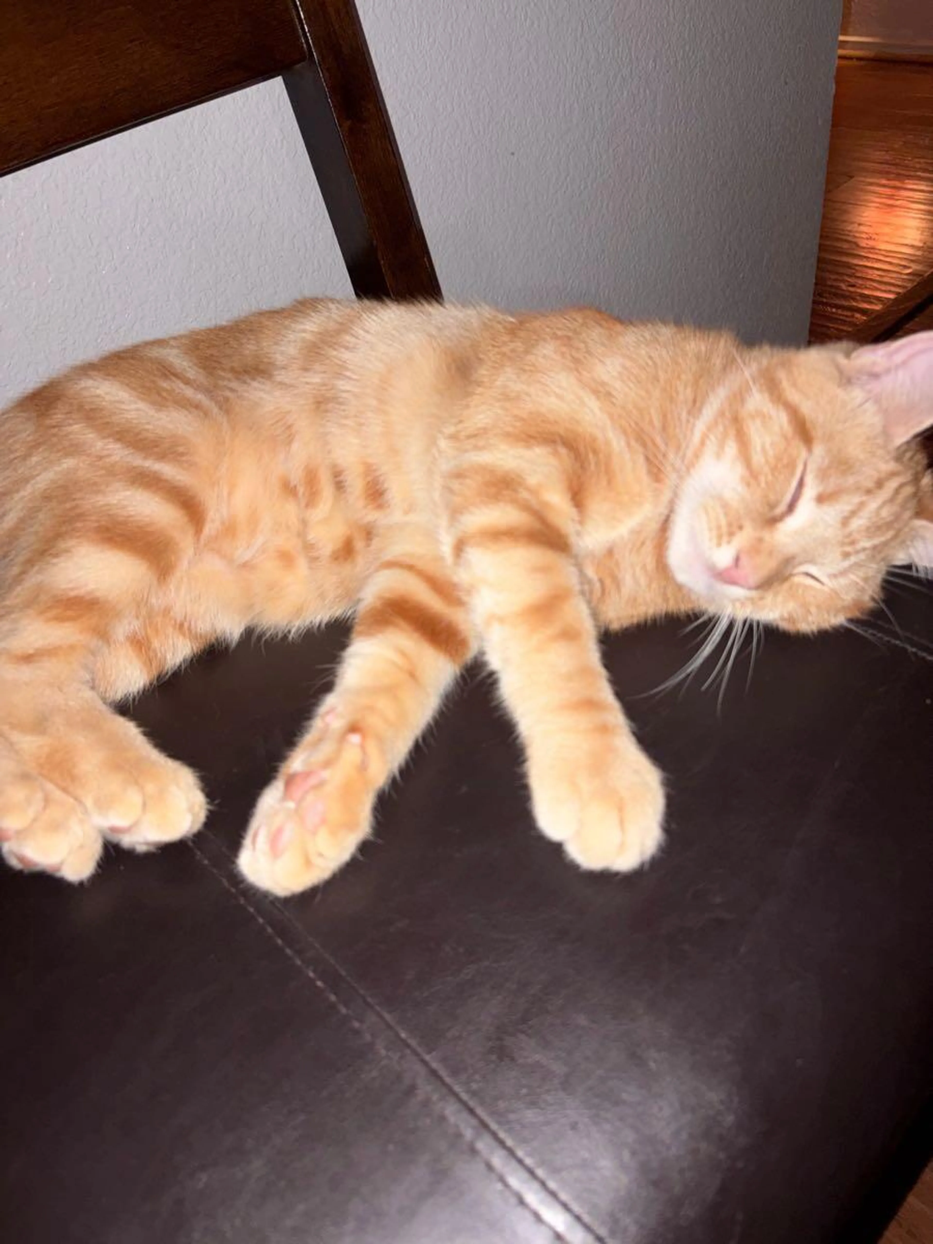 Lost pet