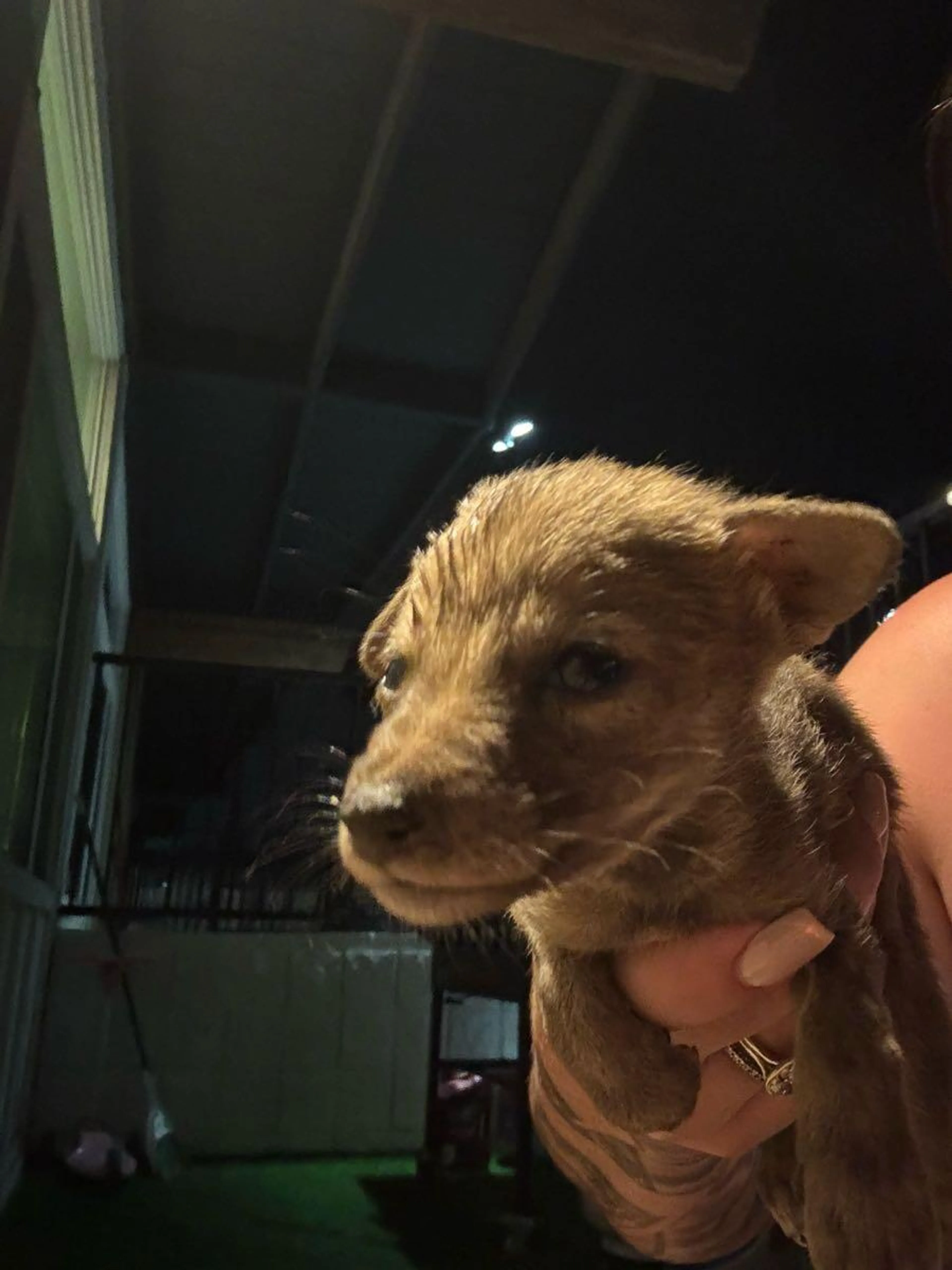 Found pet