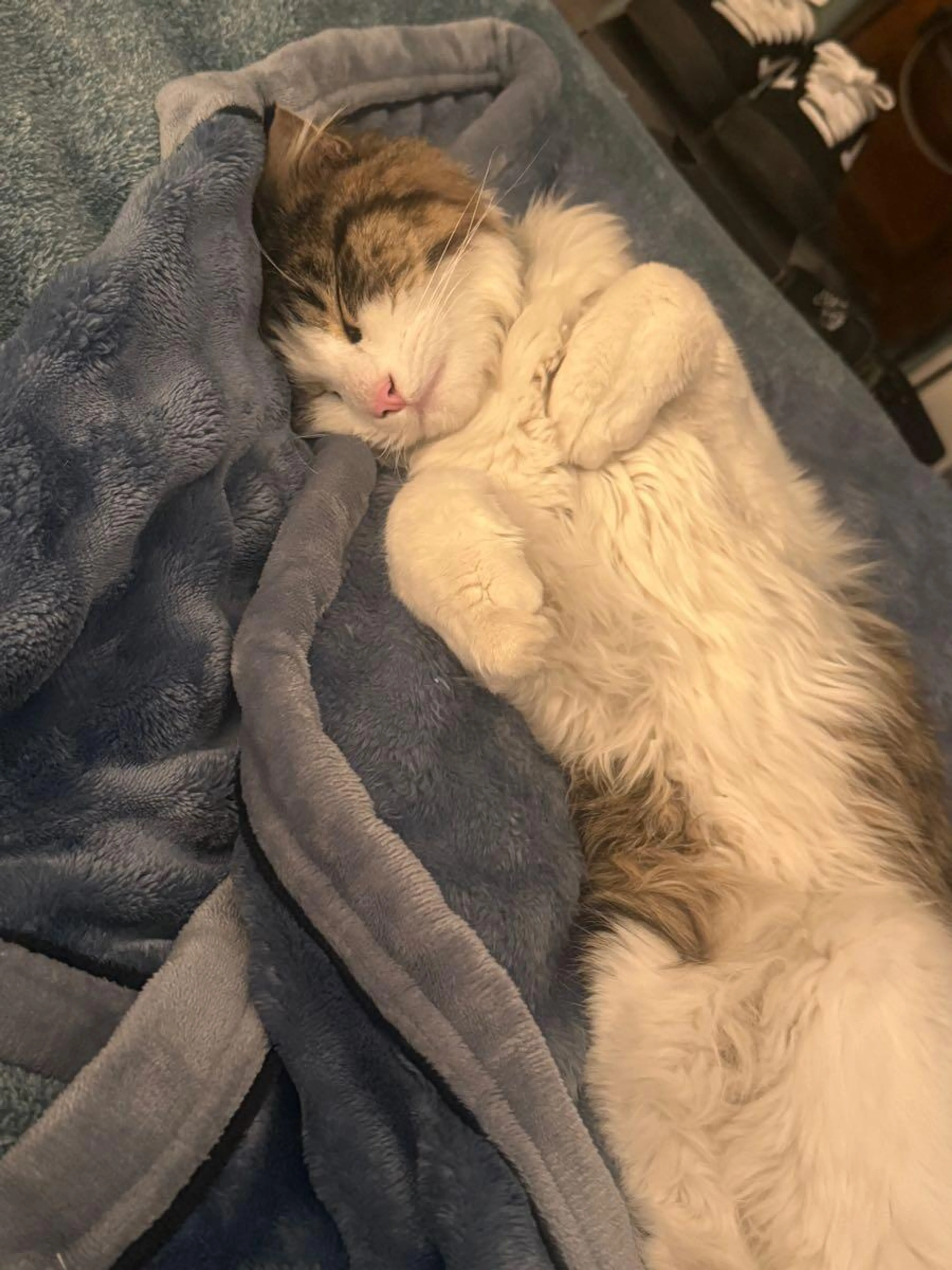 Lost pet