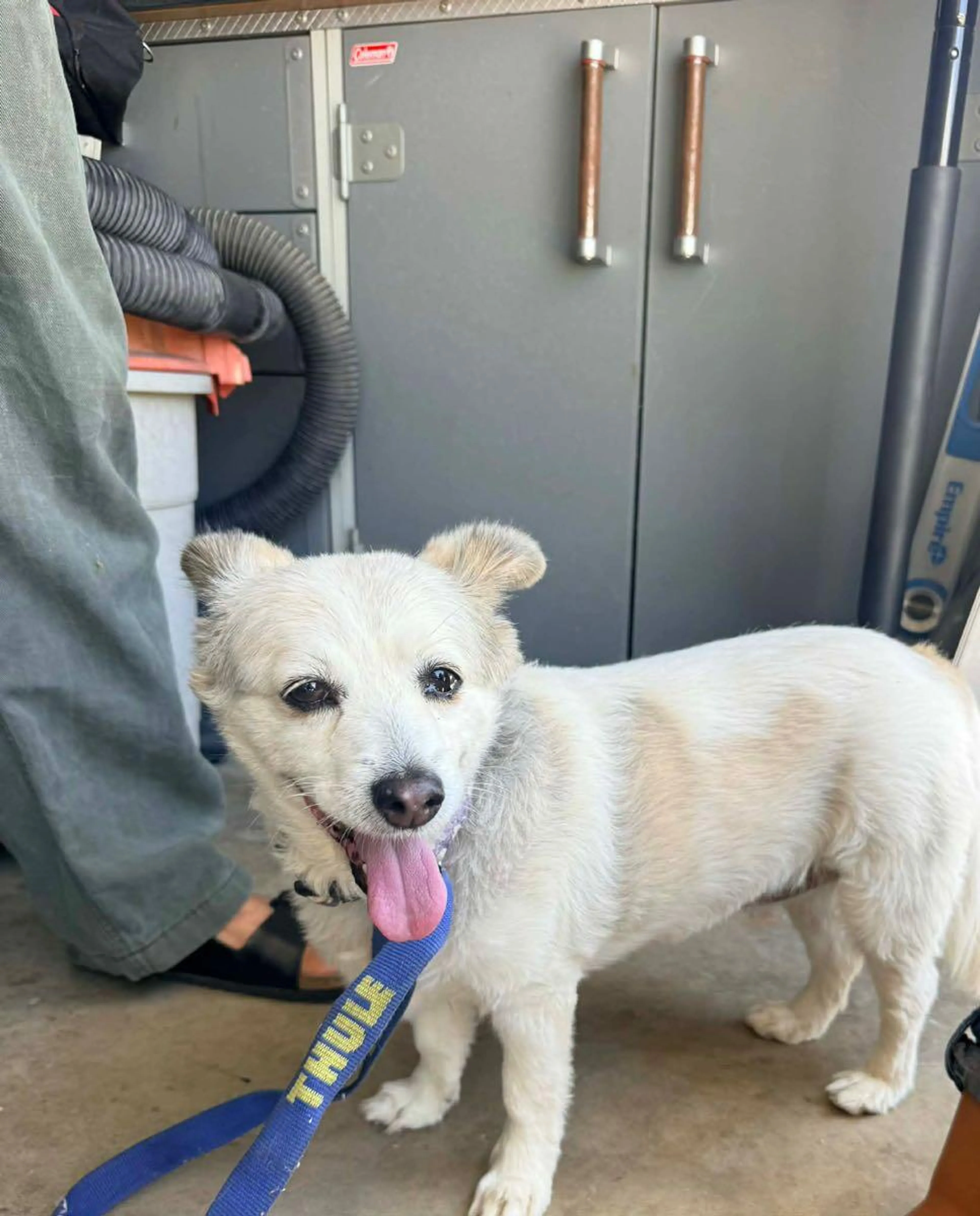 Found pet