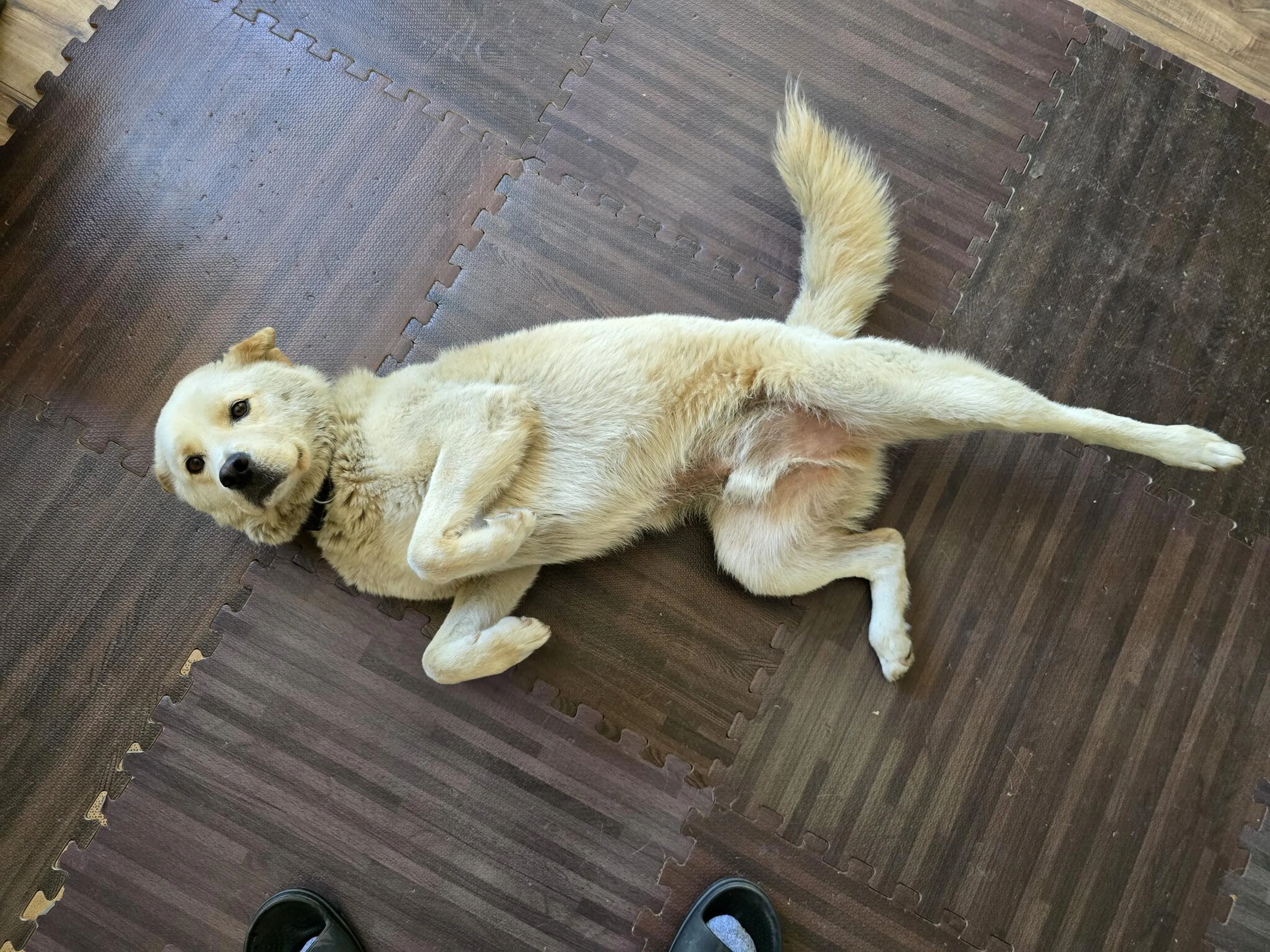 Lost pet