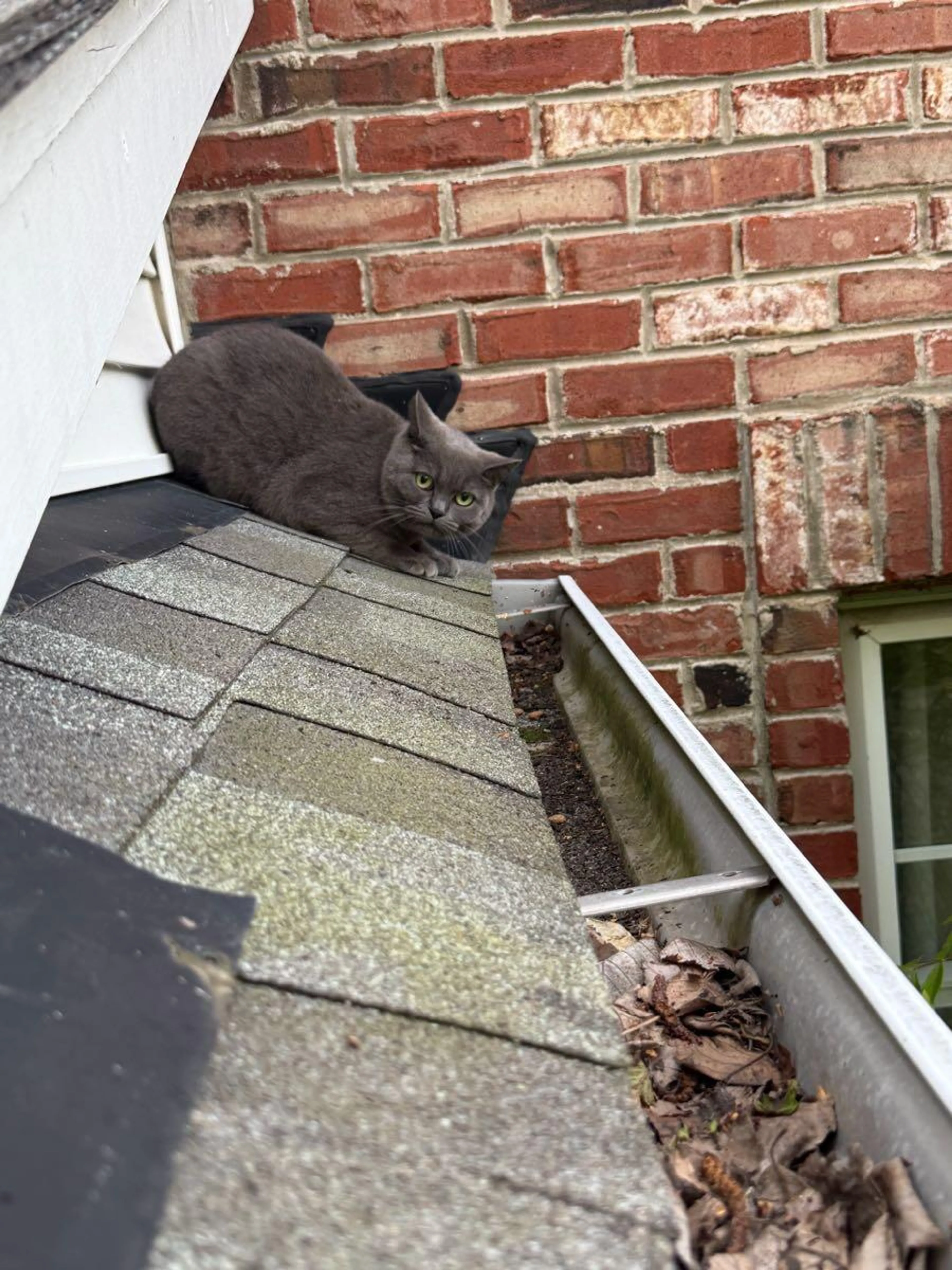 Found pet