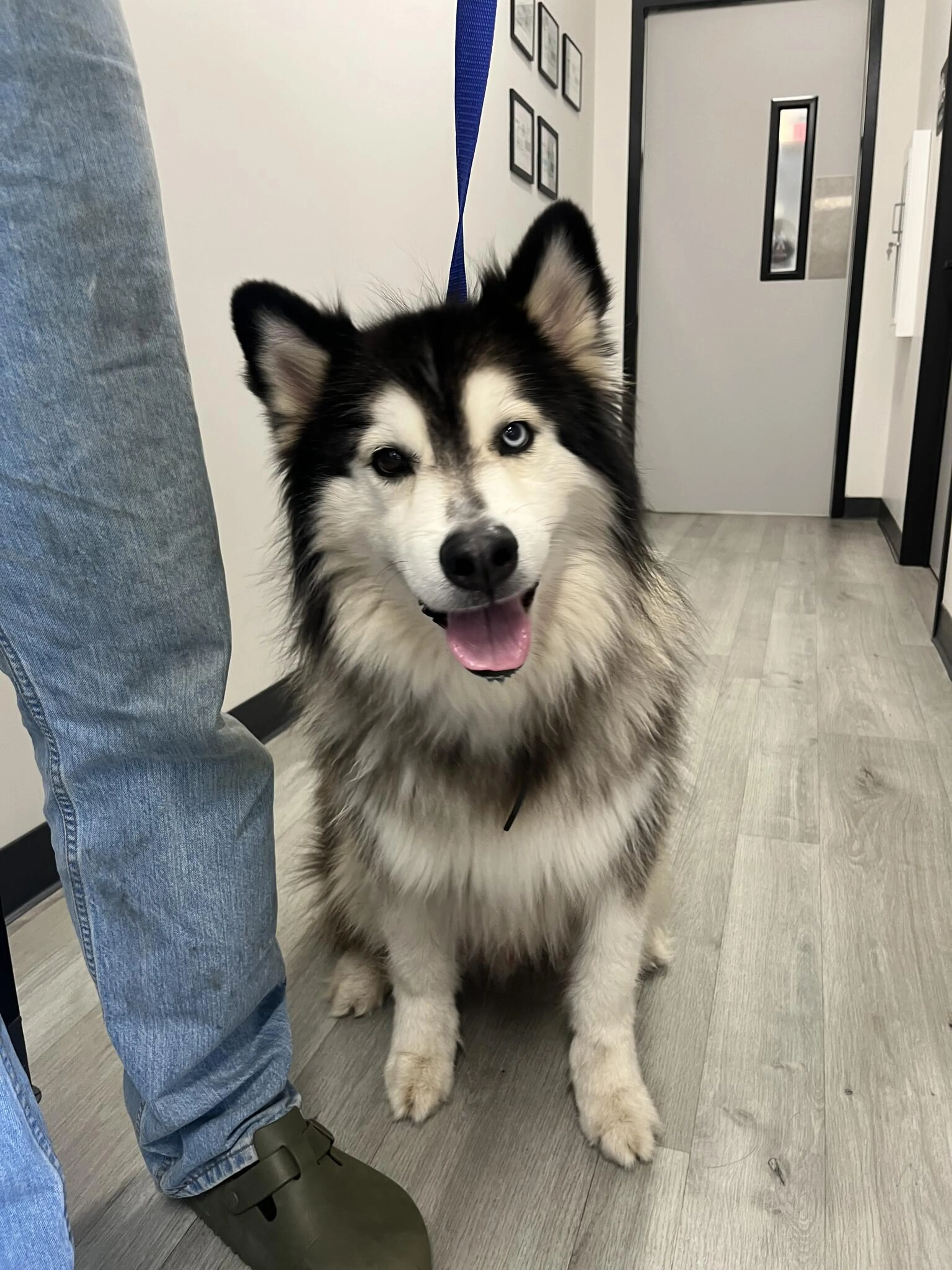 Found pet