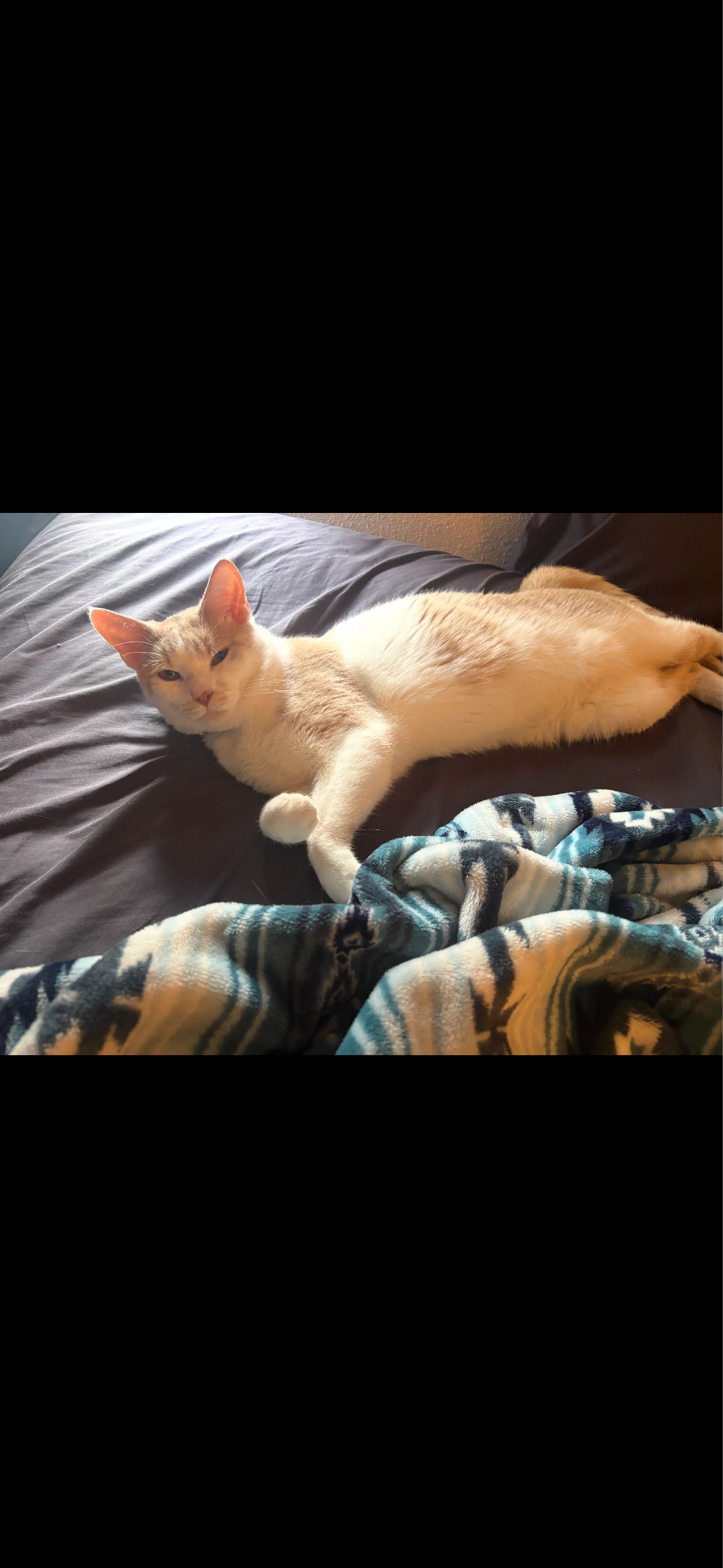 Lost pet