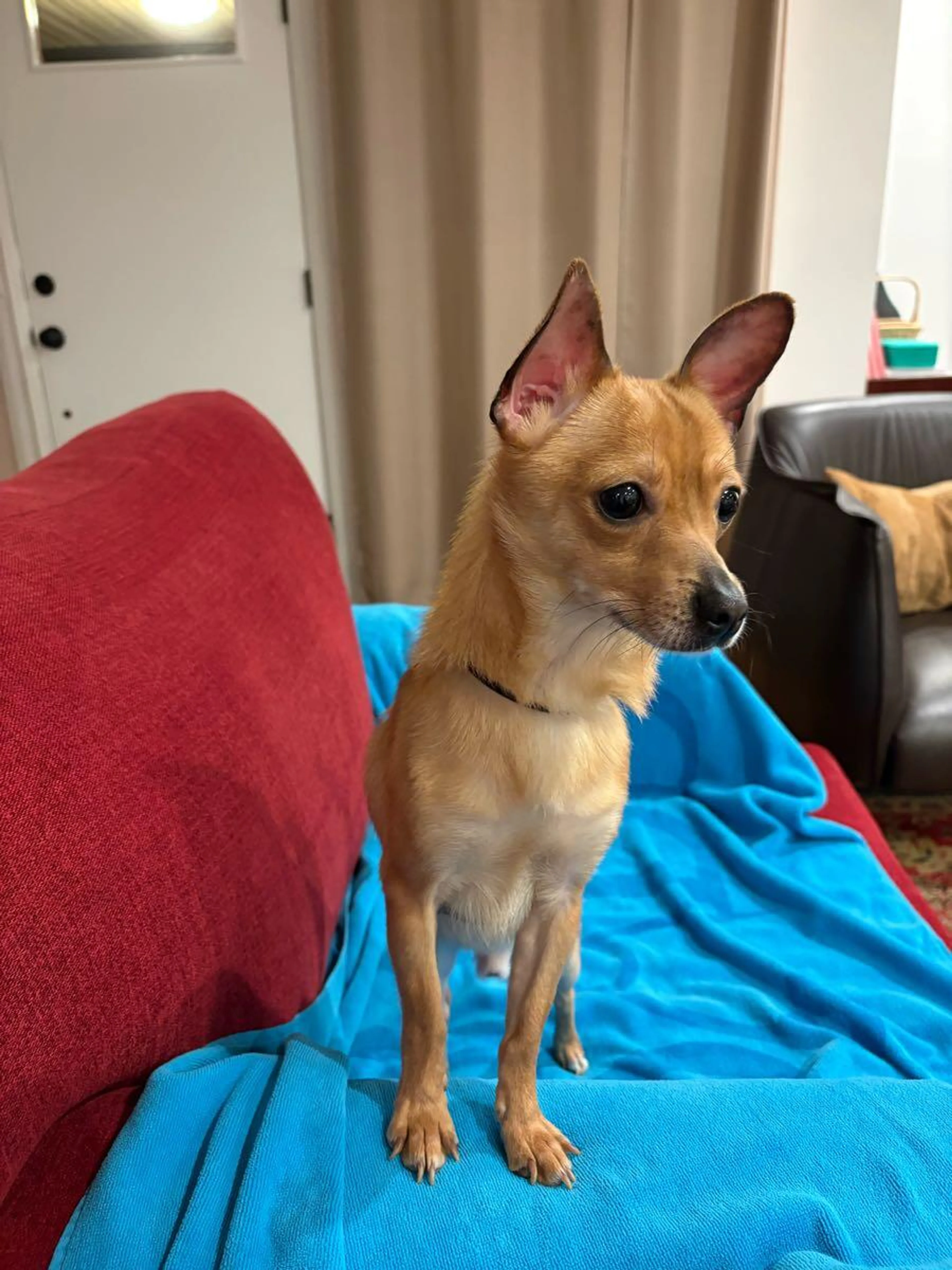 Found pet