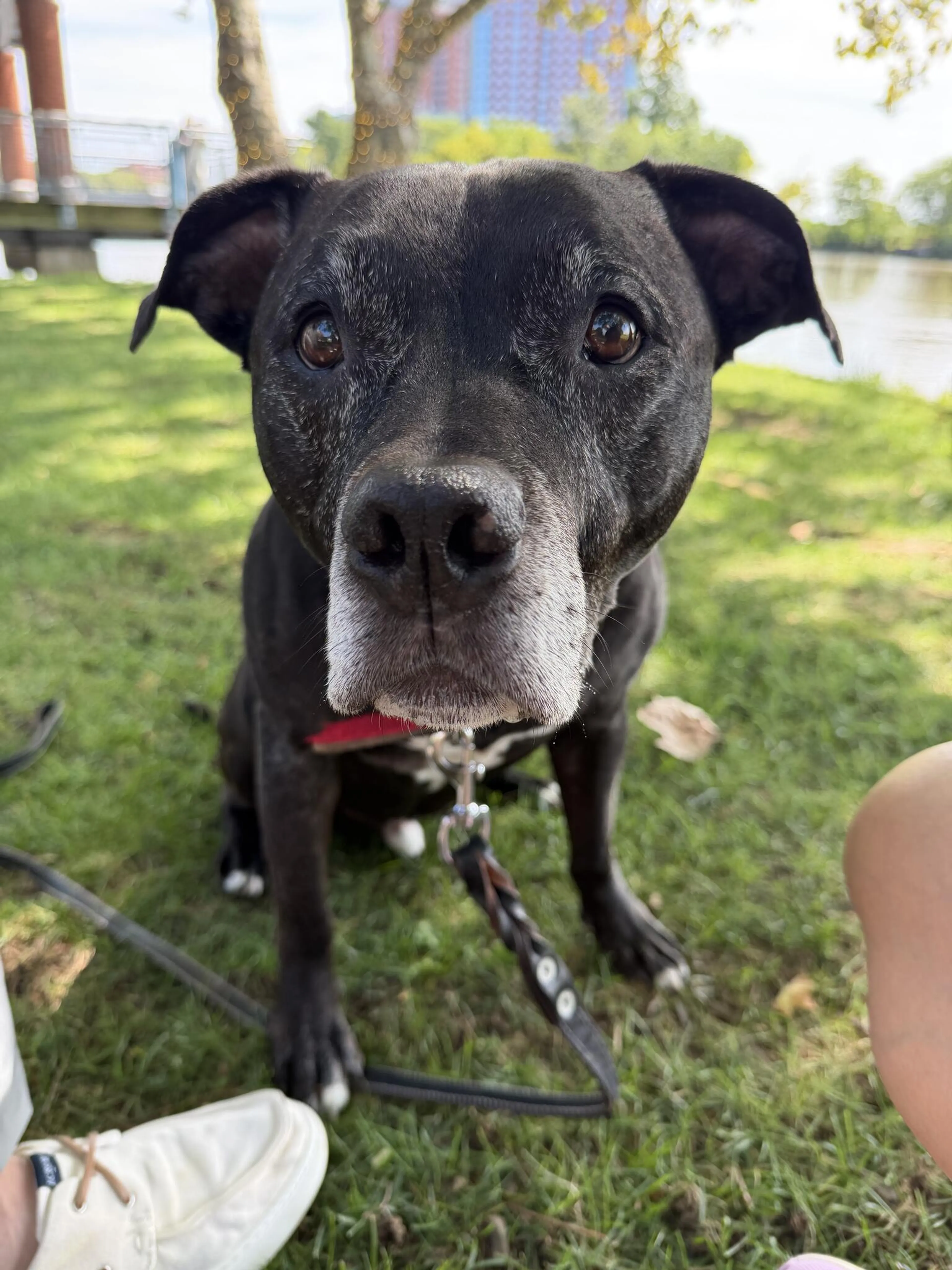 cdn image