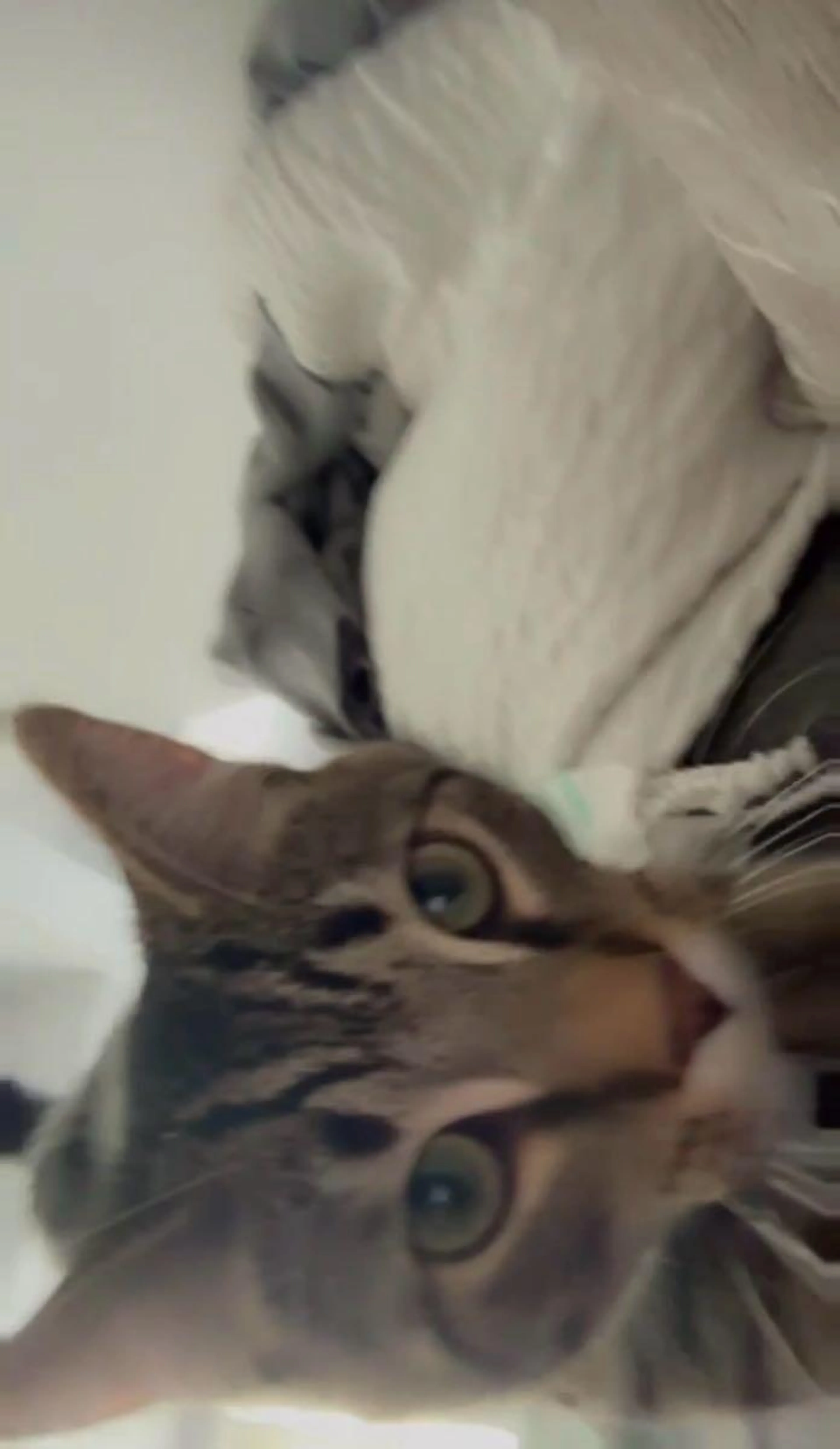Lost pet