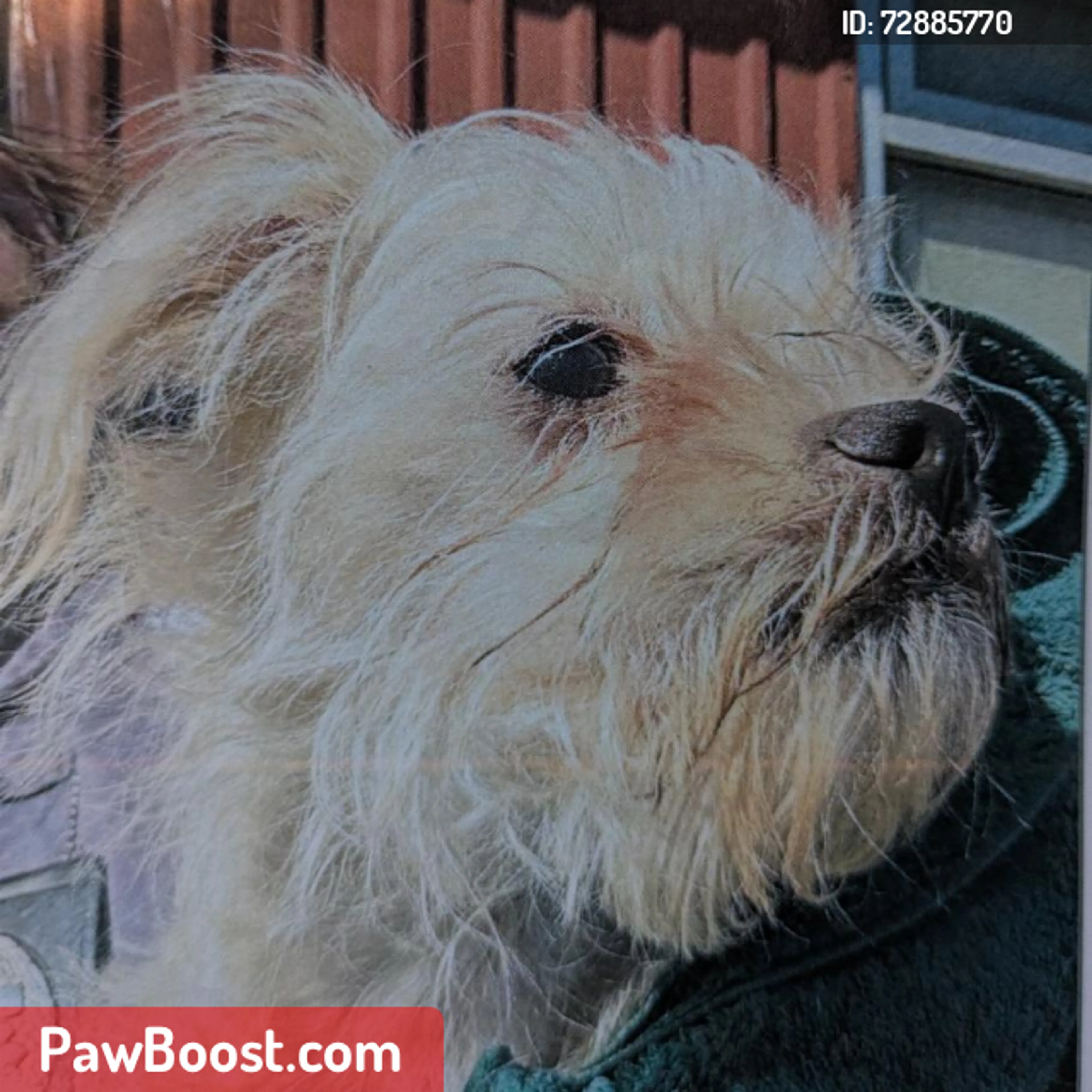 Lost pet