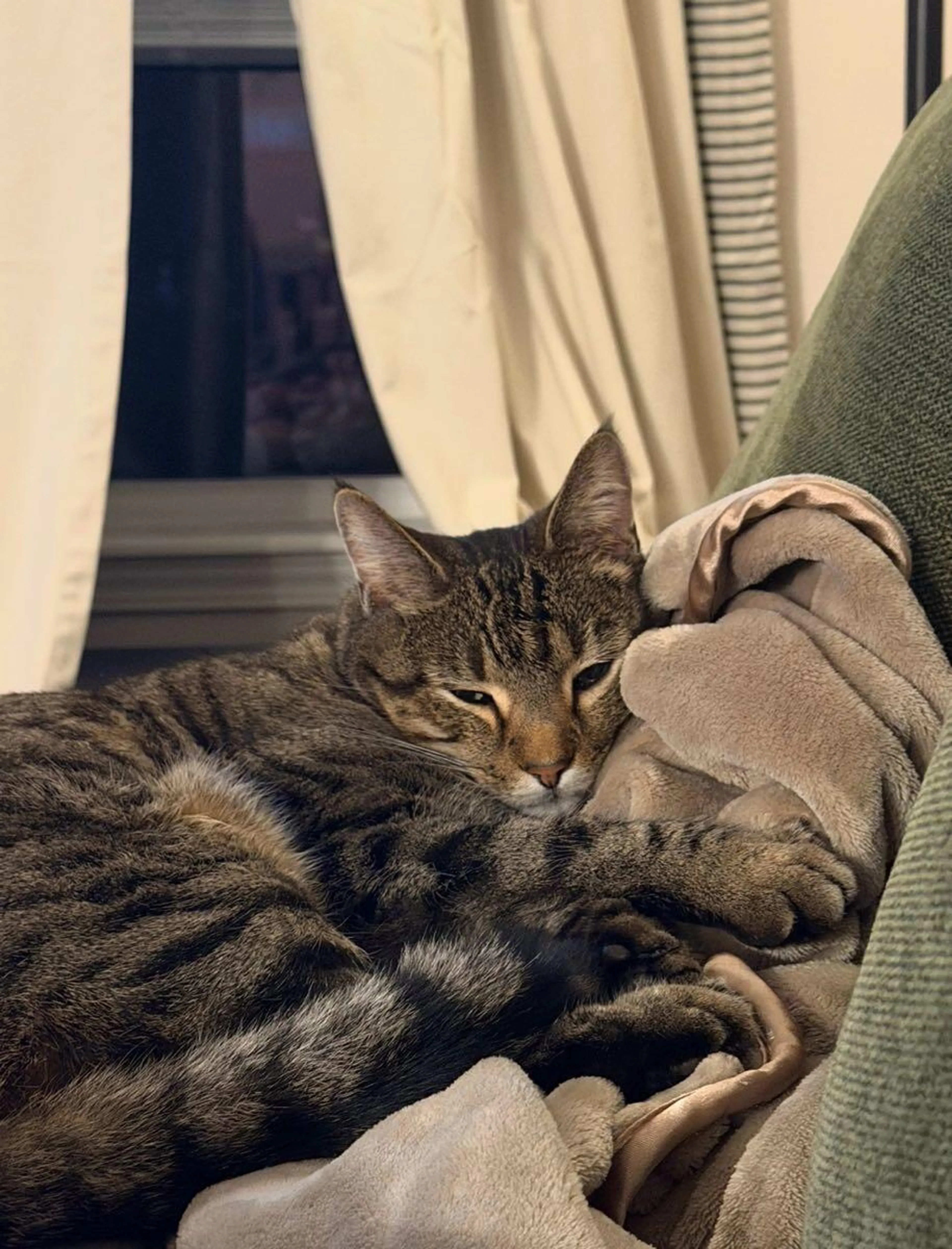 Lost pet