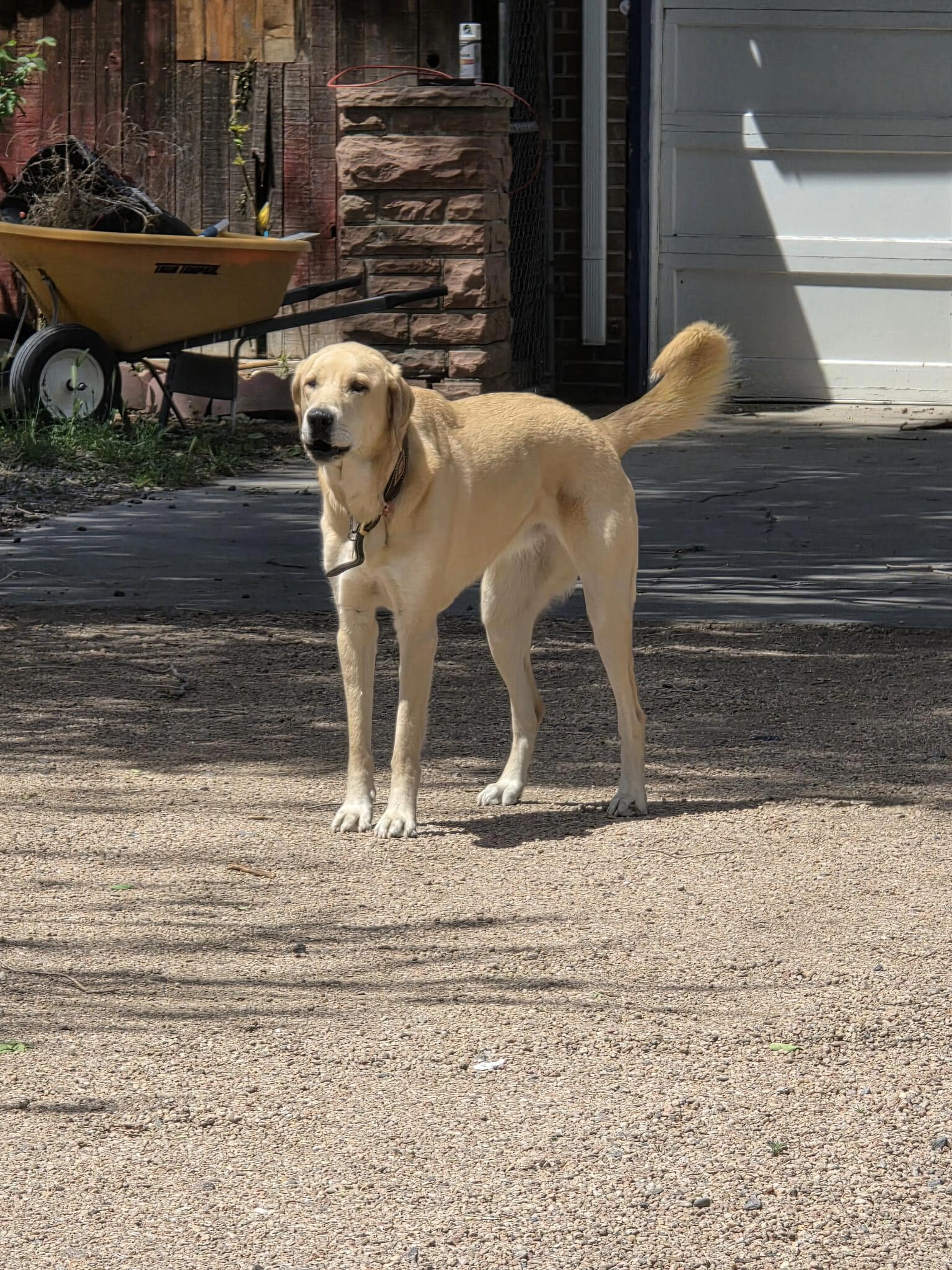 Found pet