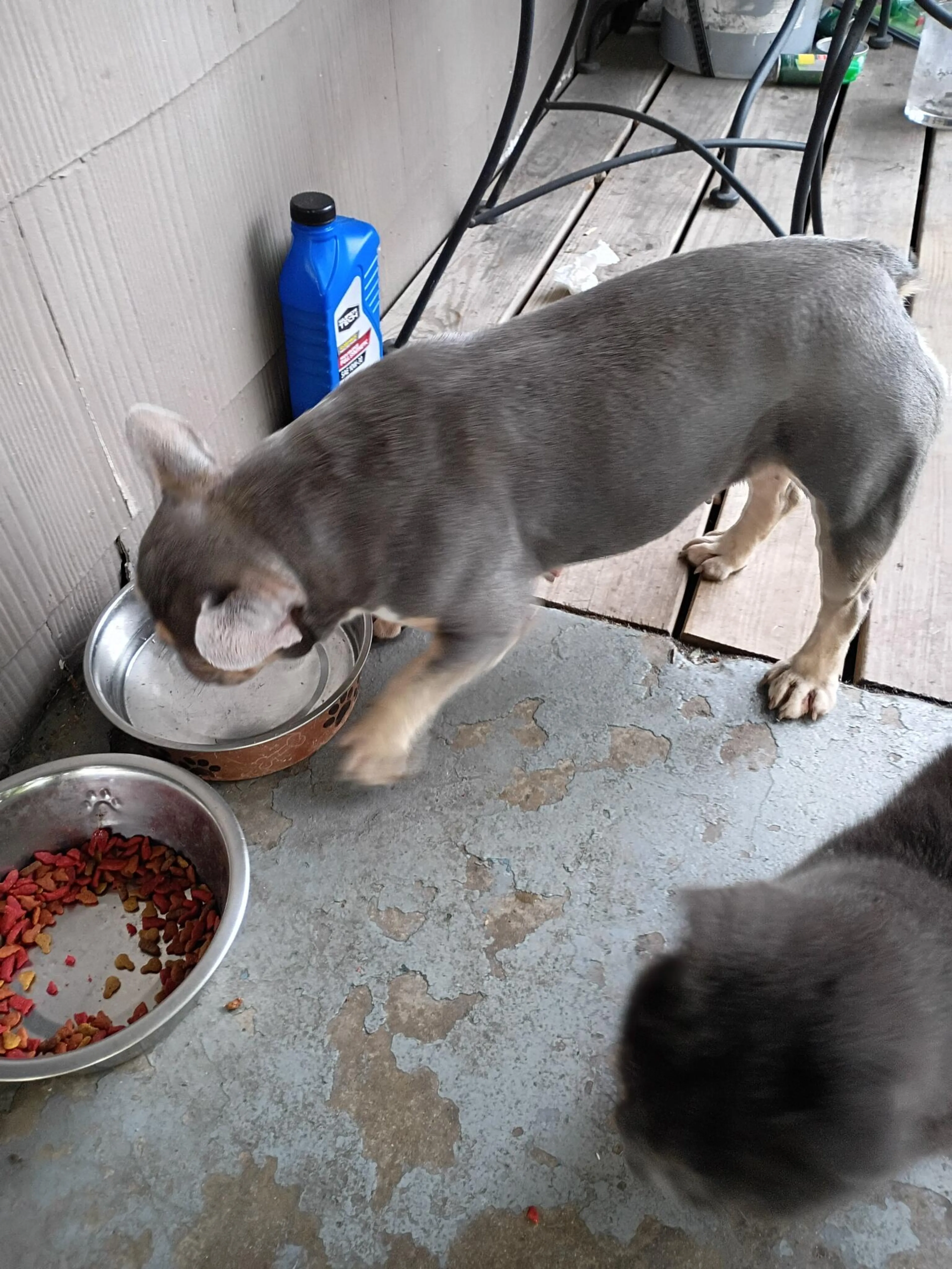 Found pet