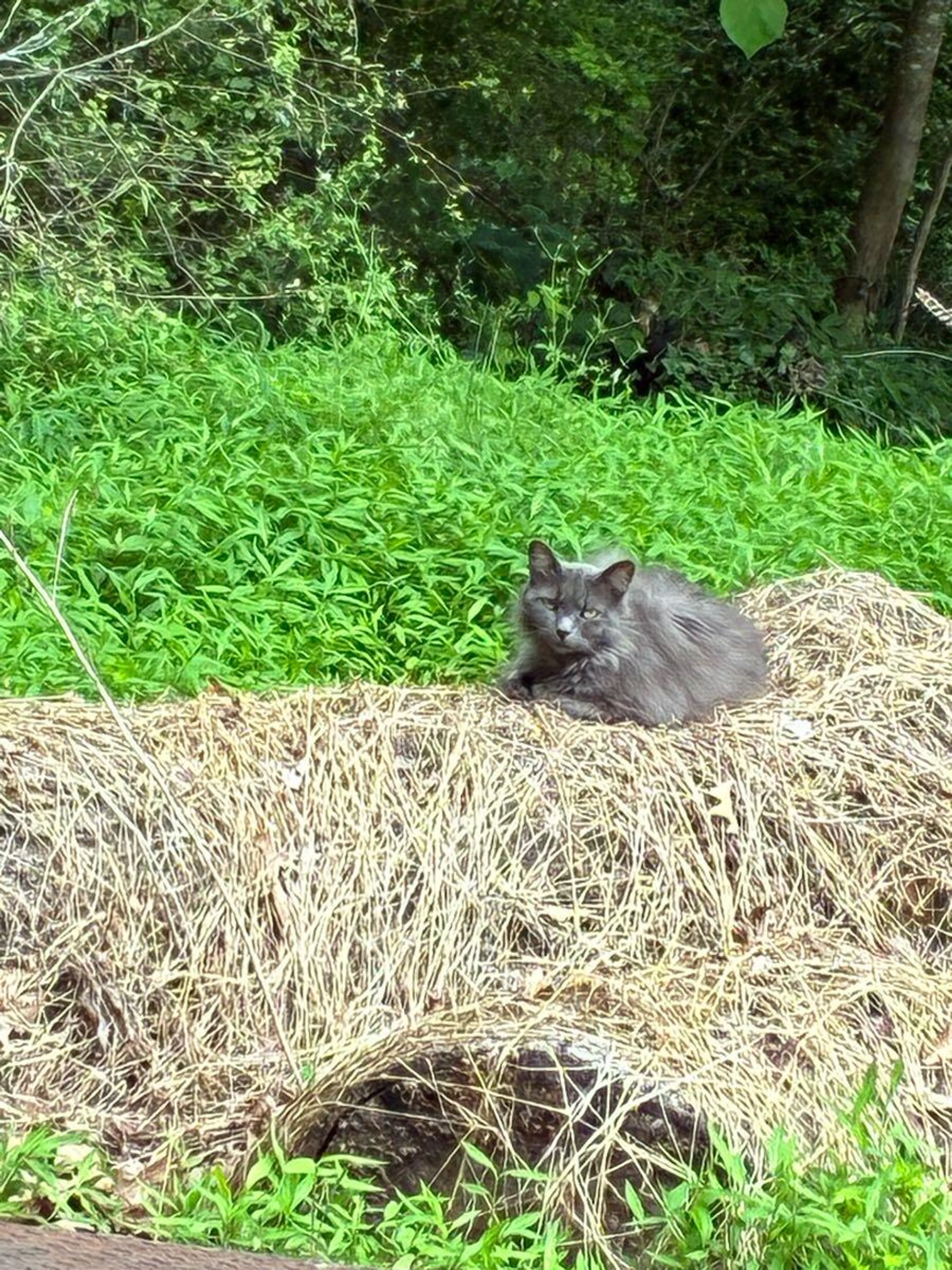 Found pet