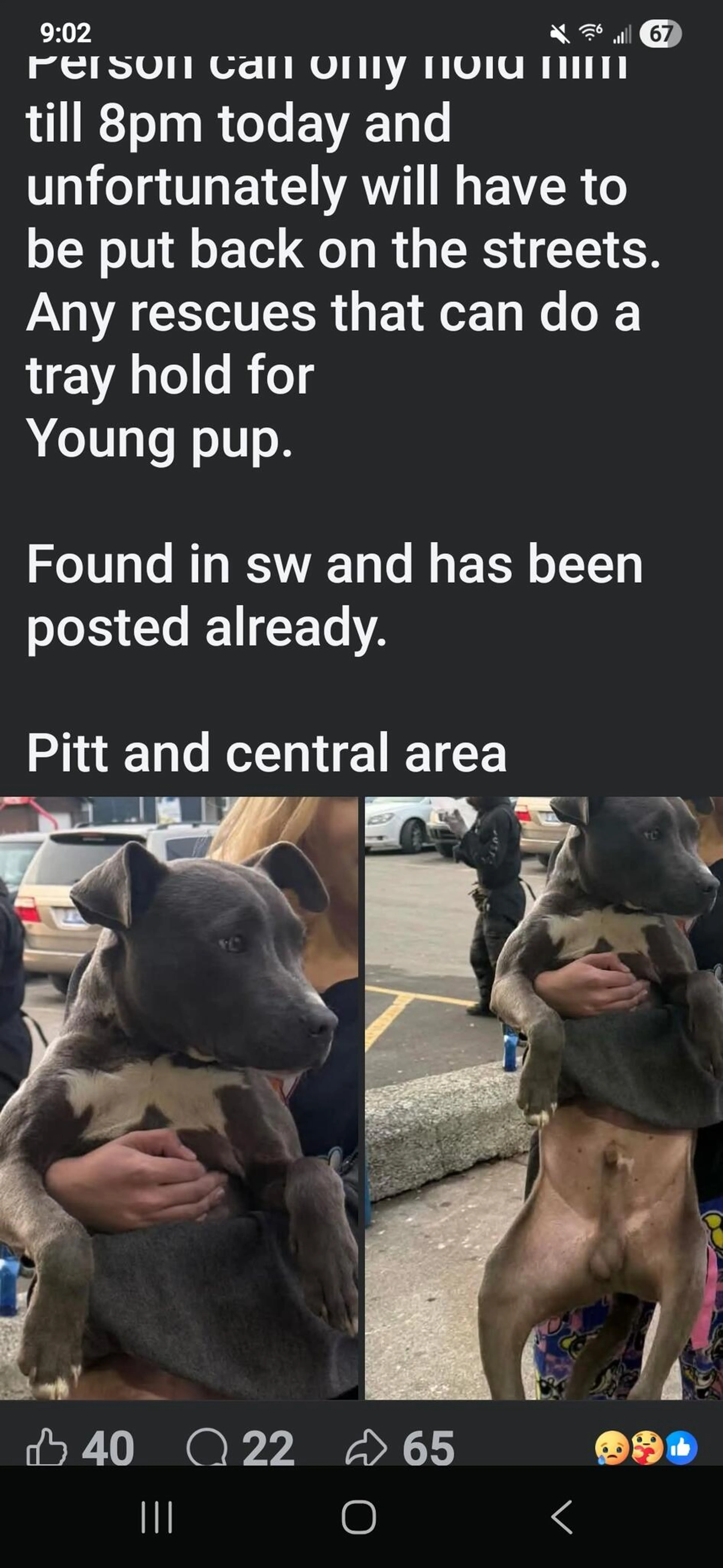 Found pet
