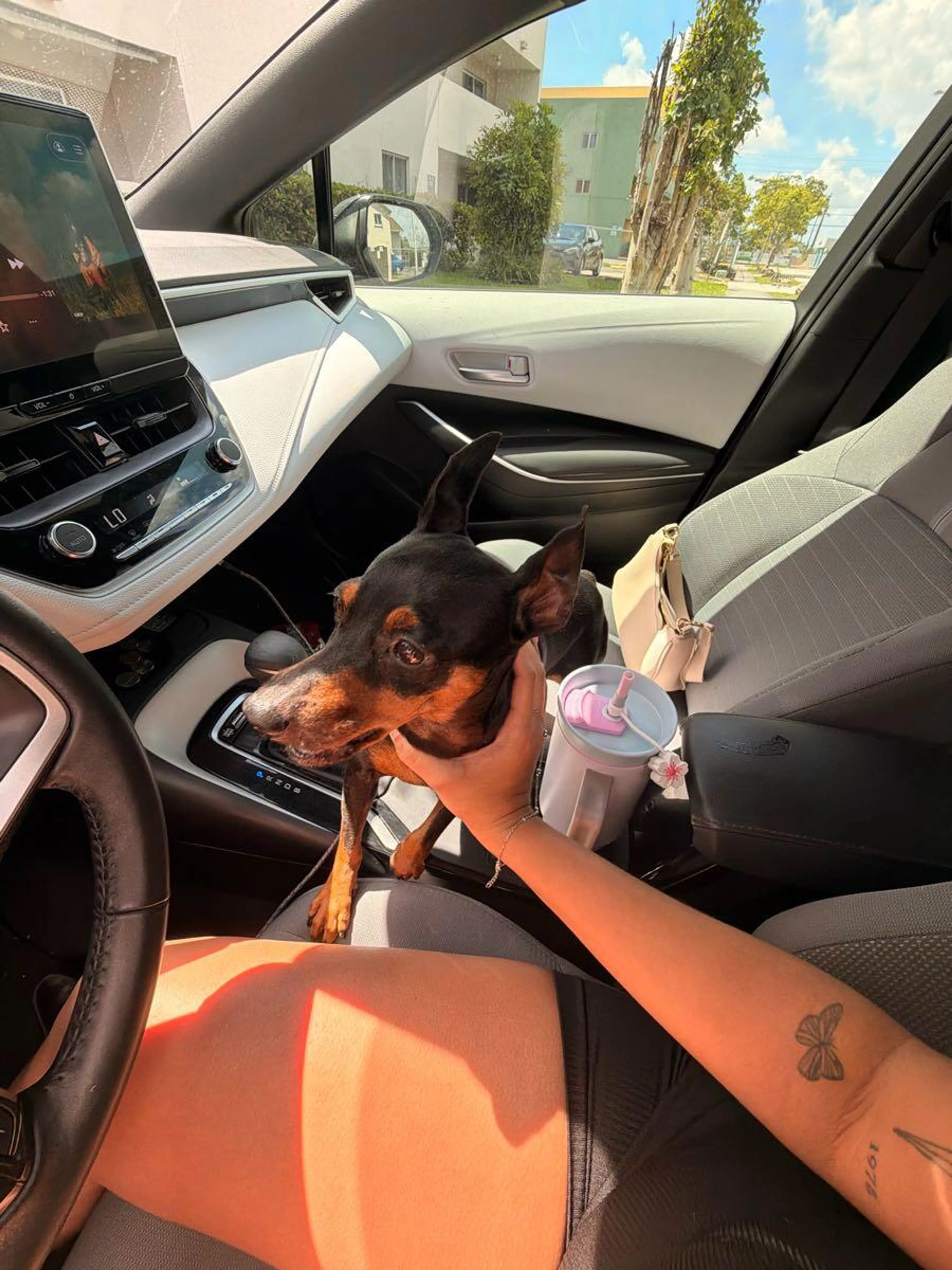 Lost pet