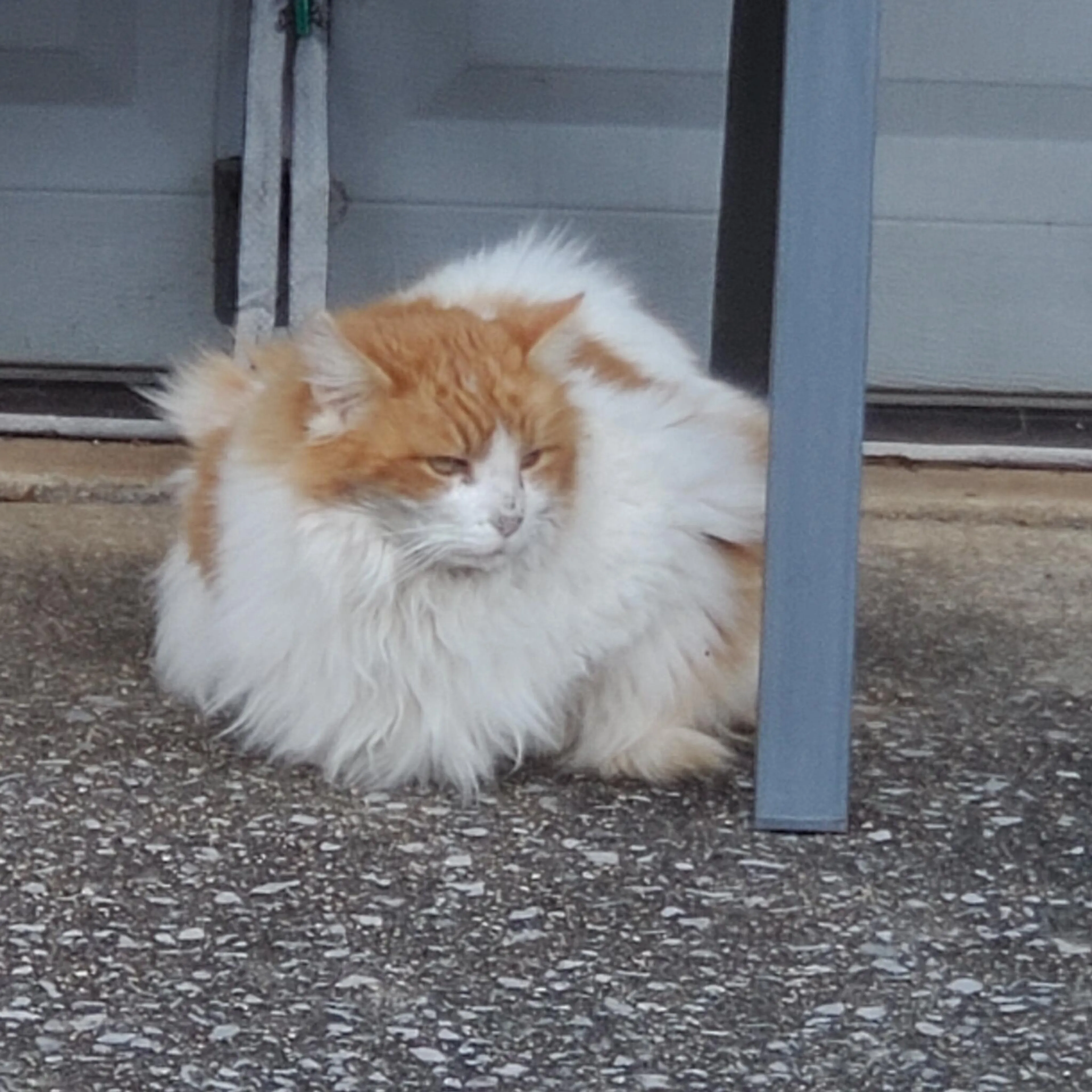 Lost pet