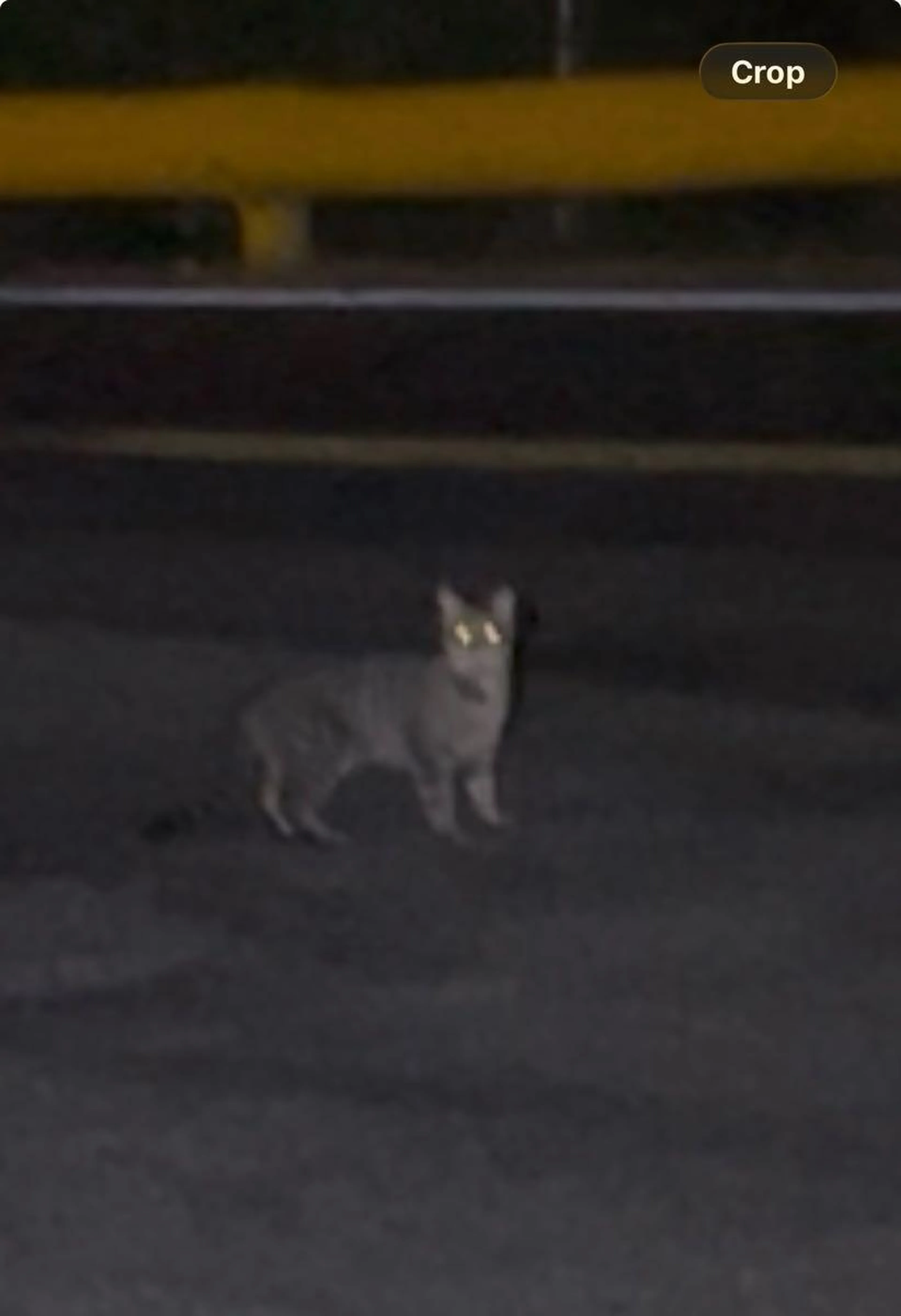 Found pet