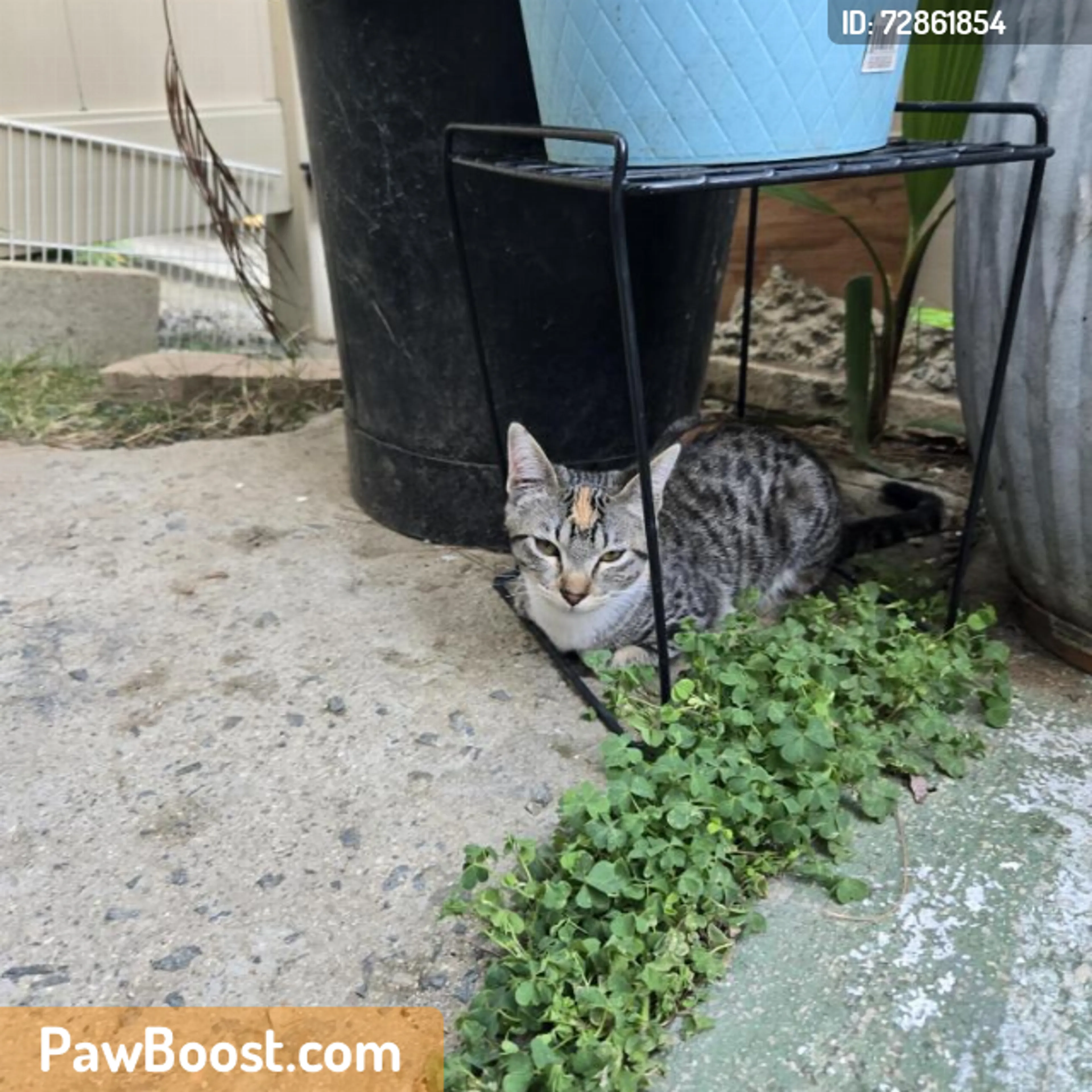 Found pet