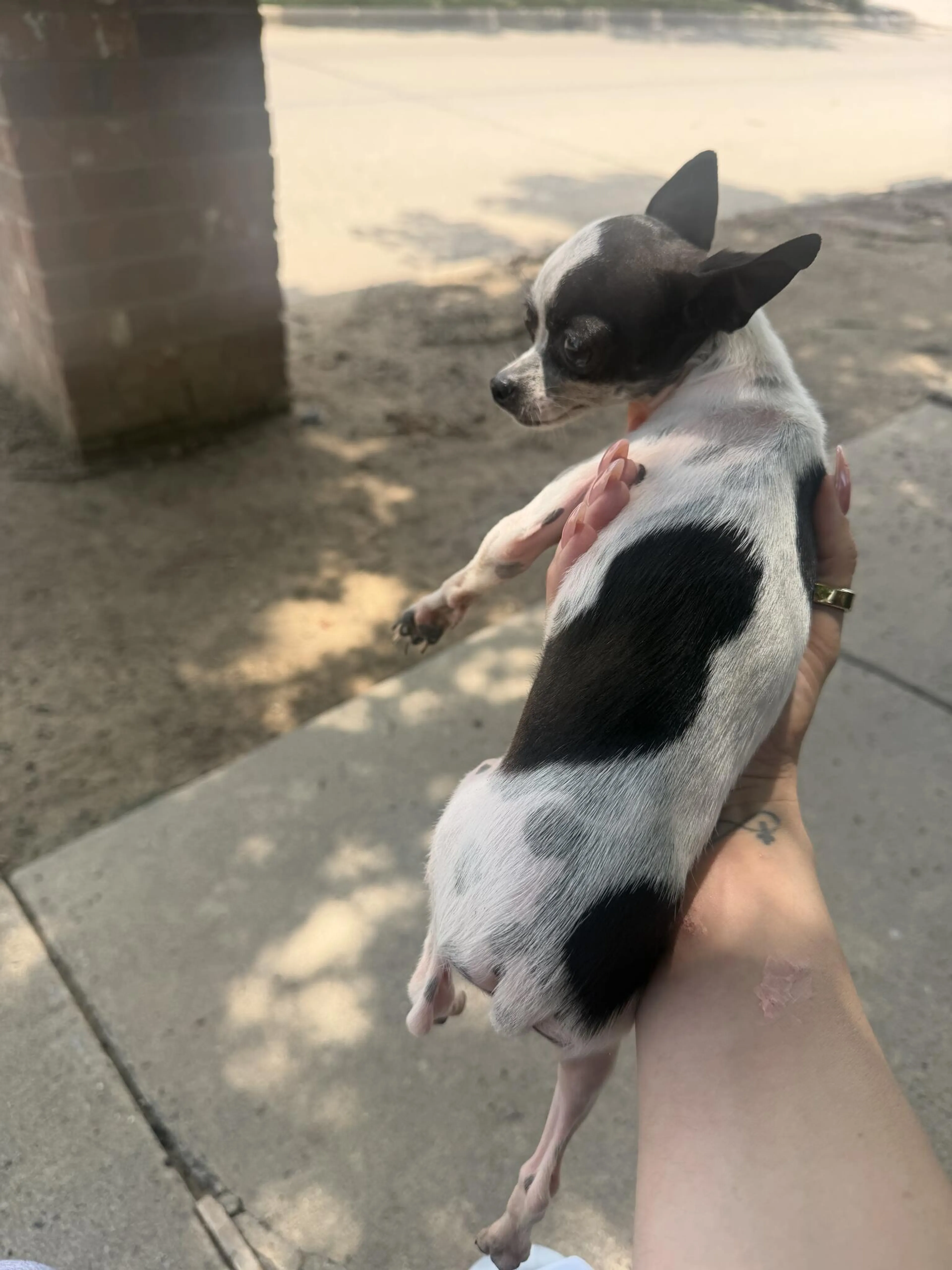 Found pet