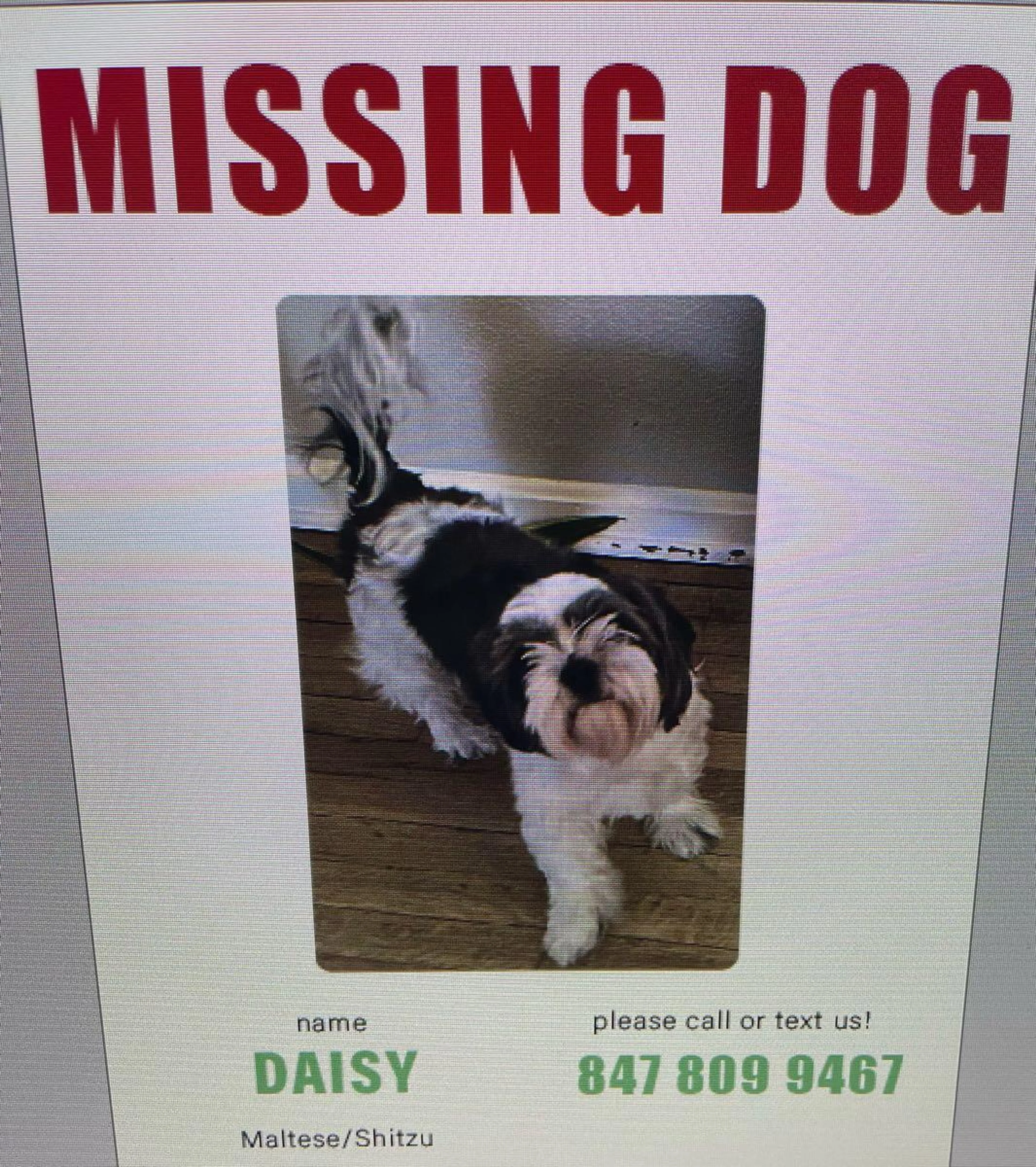 Lost pet