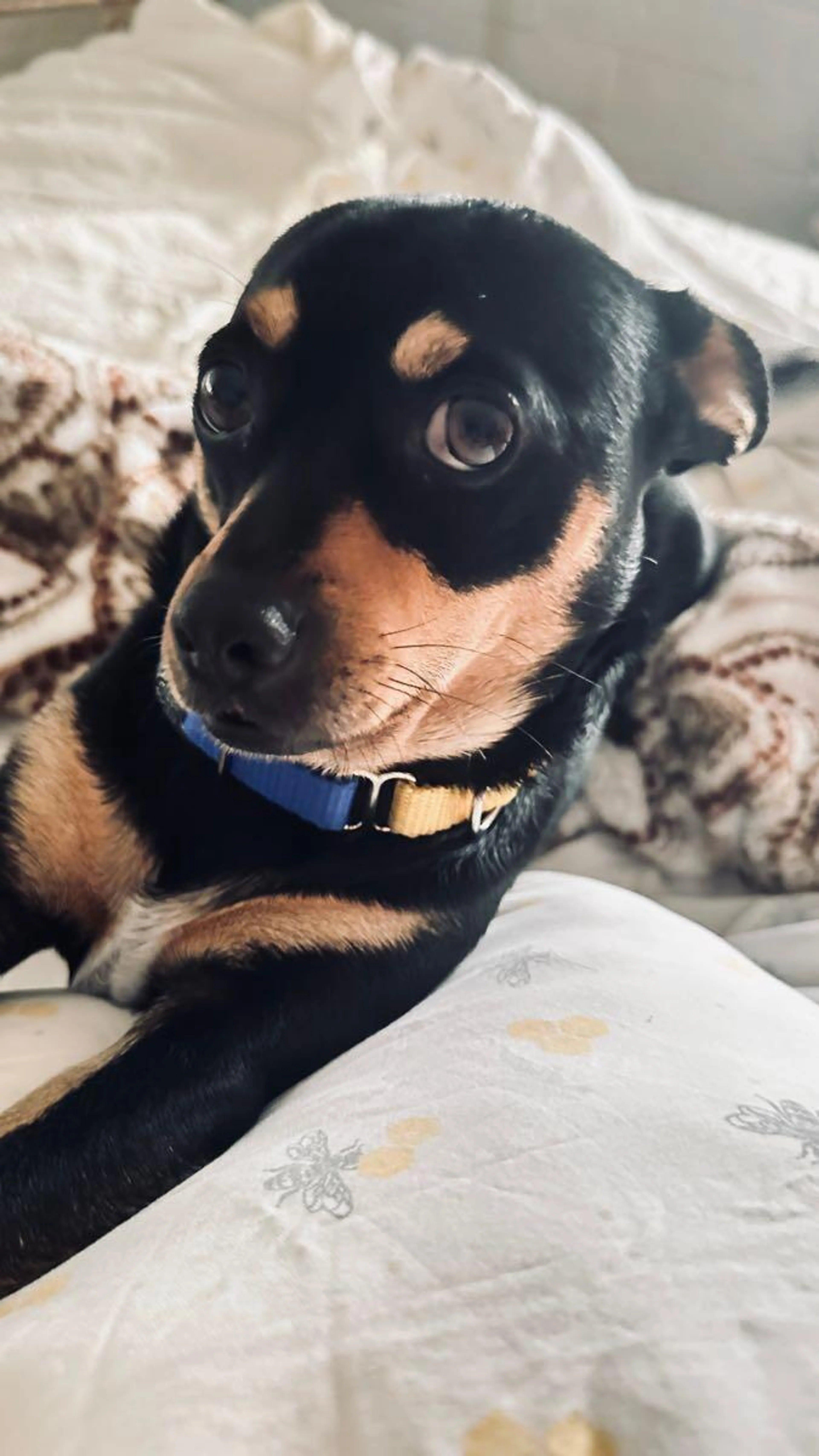 Lost pet